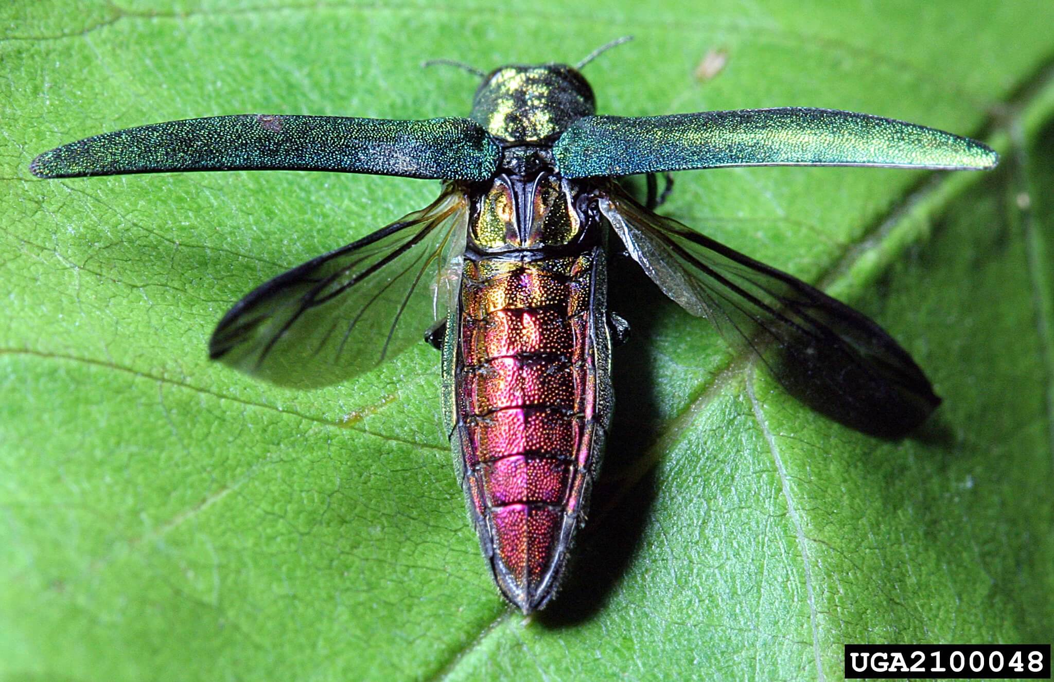Emerald Ash Borer