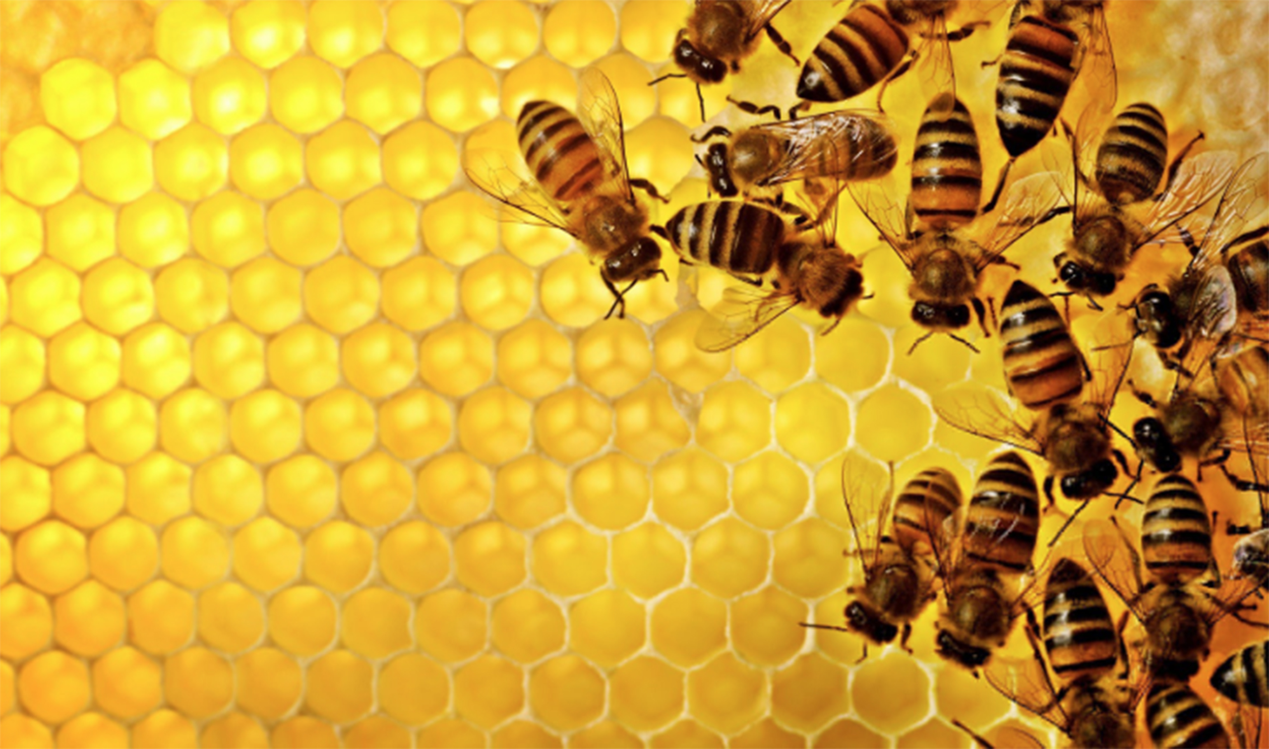 Bees with Honey