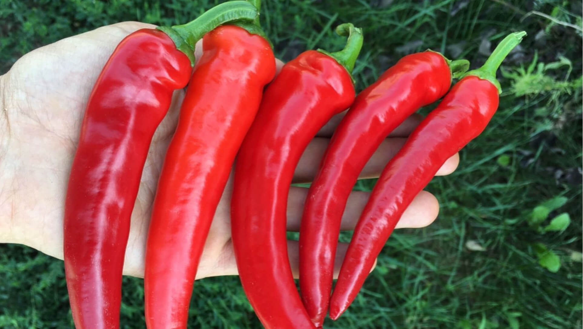 Honey Field Farm peppers