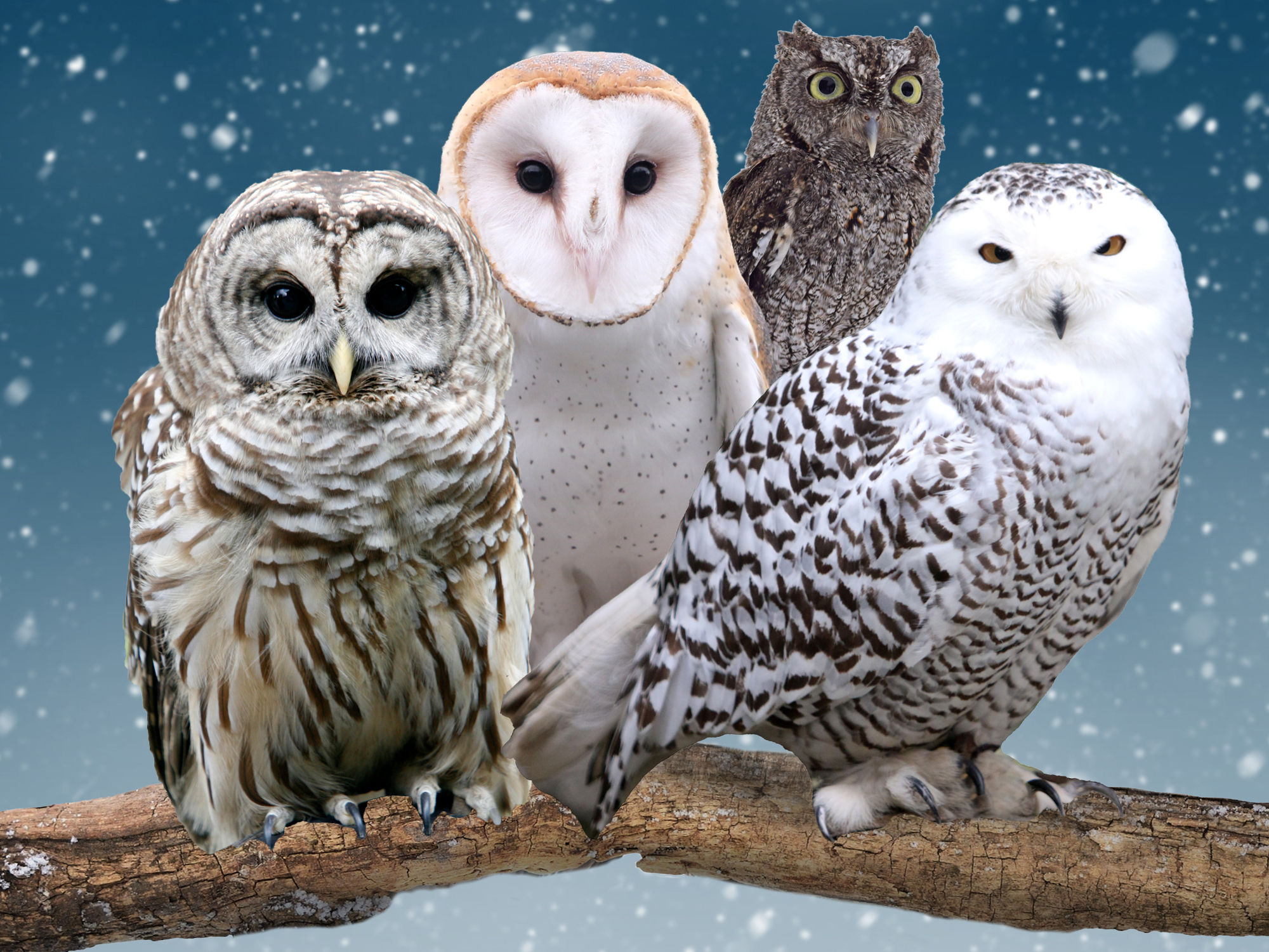 Owl Festival