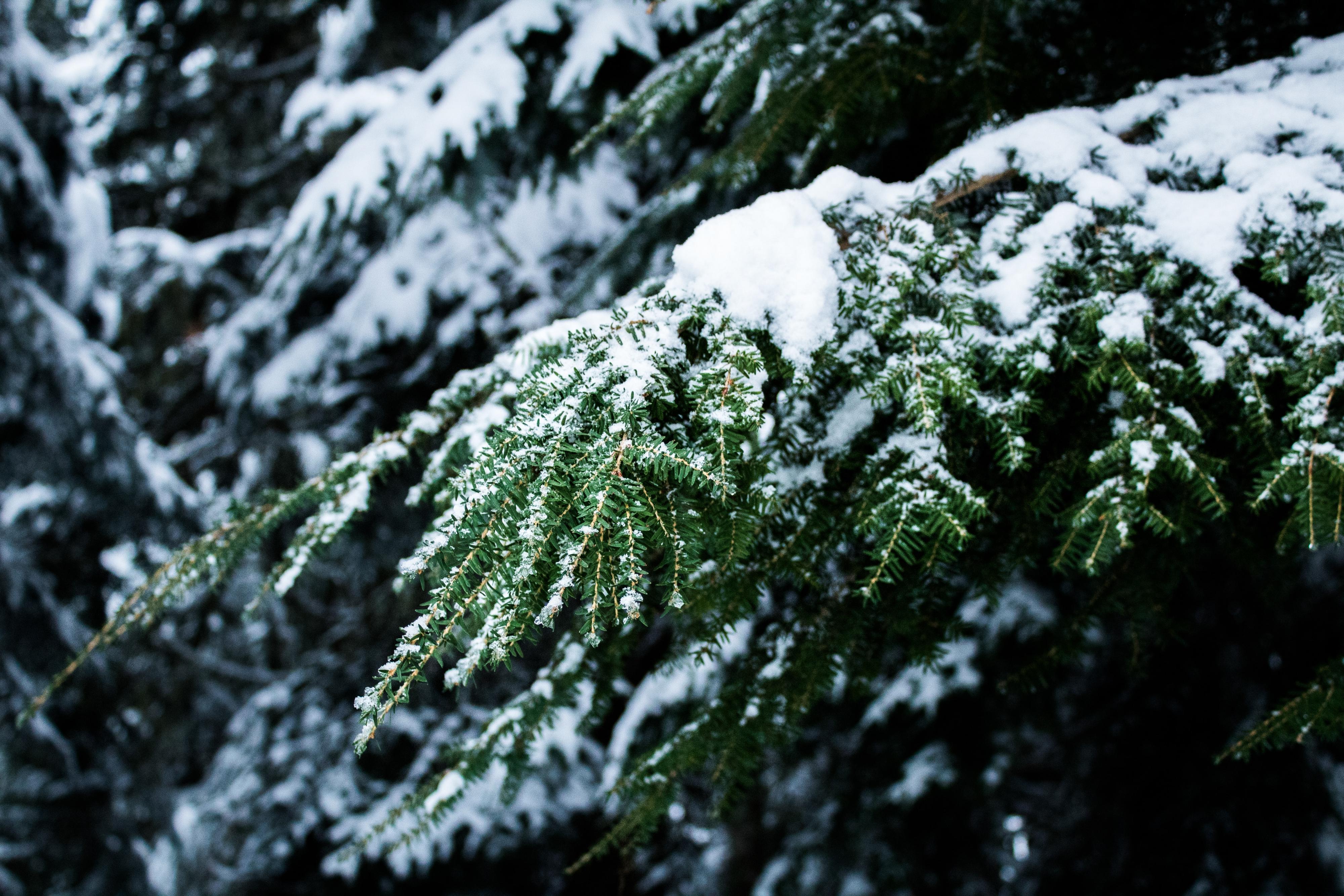 Snowy branches