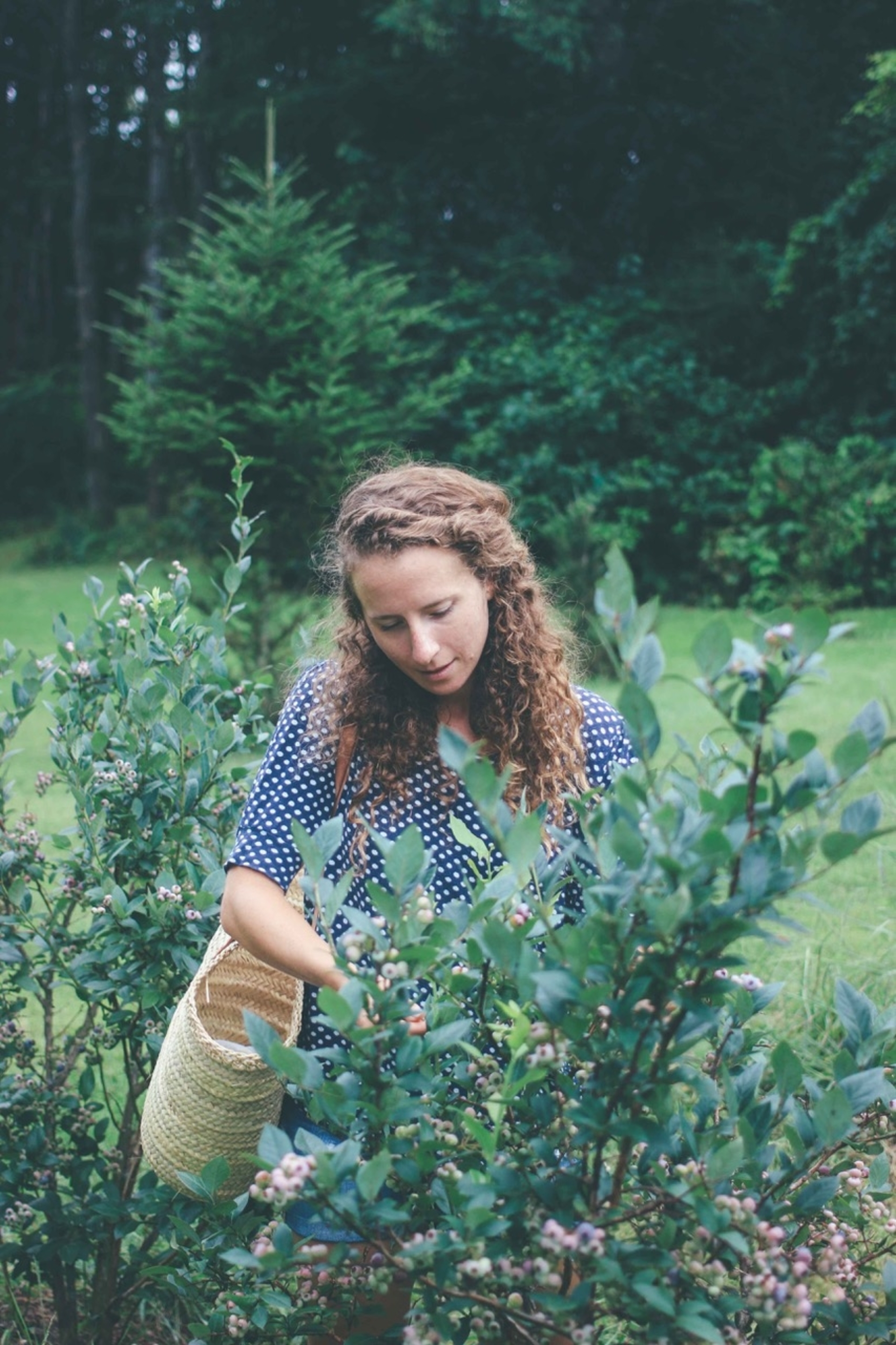 Meg Faletra Blueberry Picking