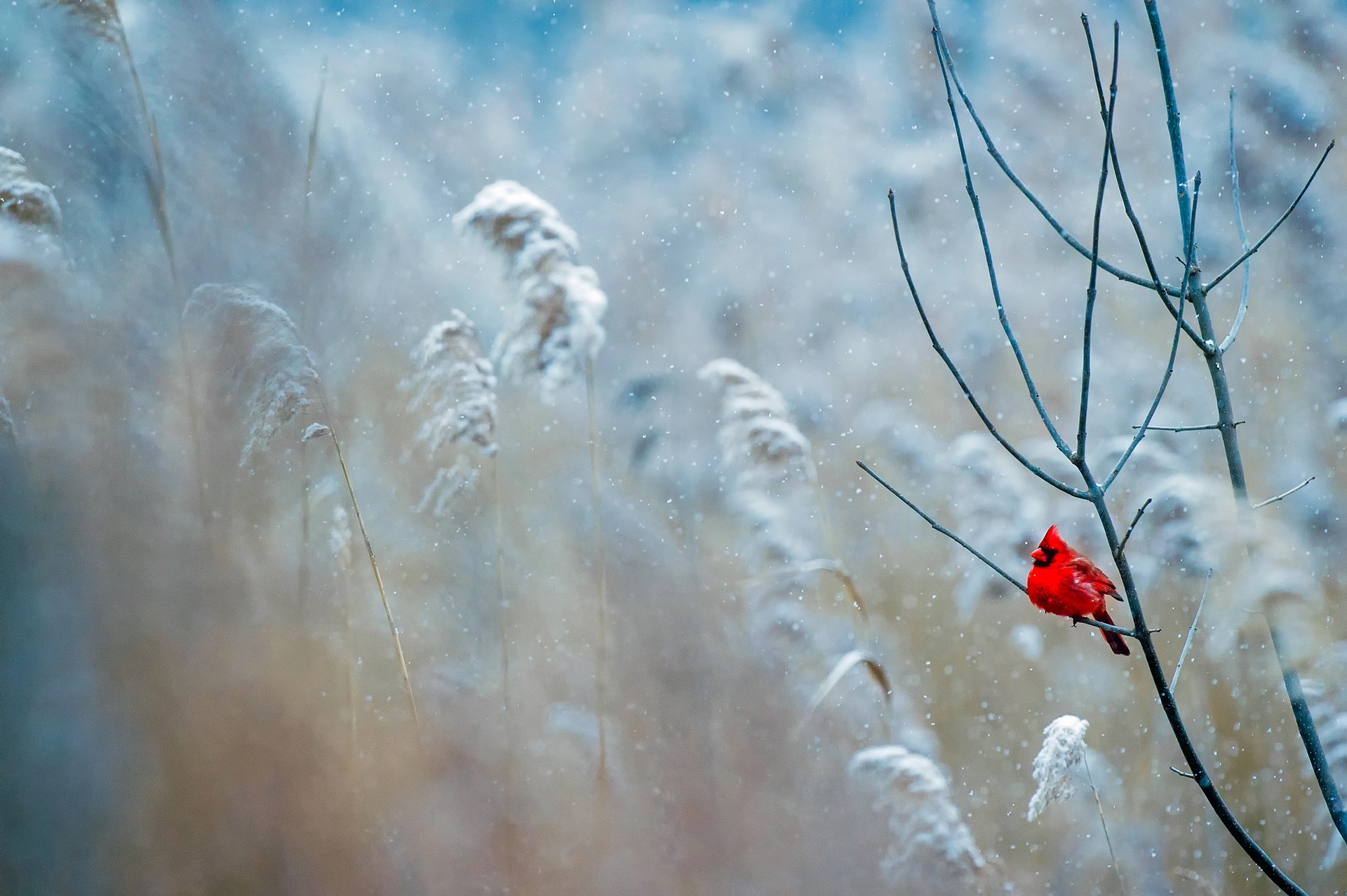 Cardinal in winter