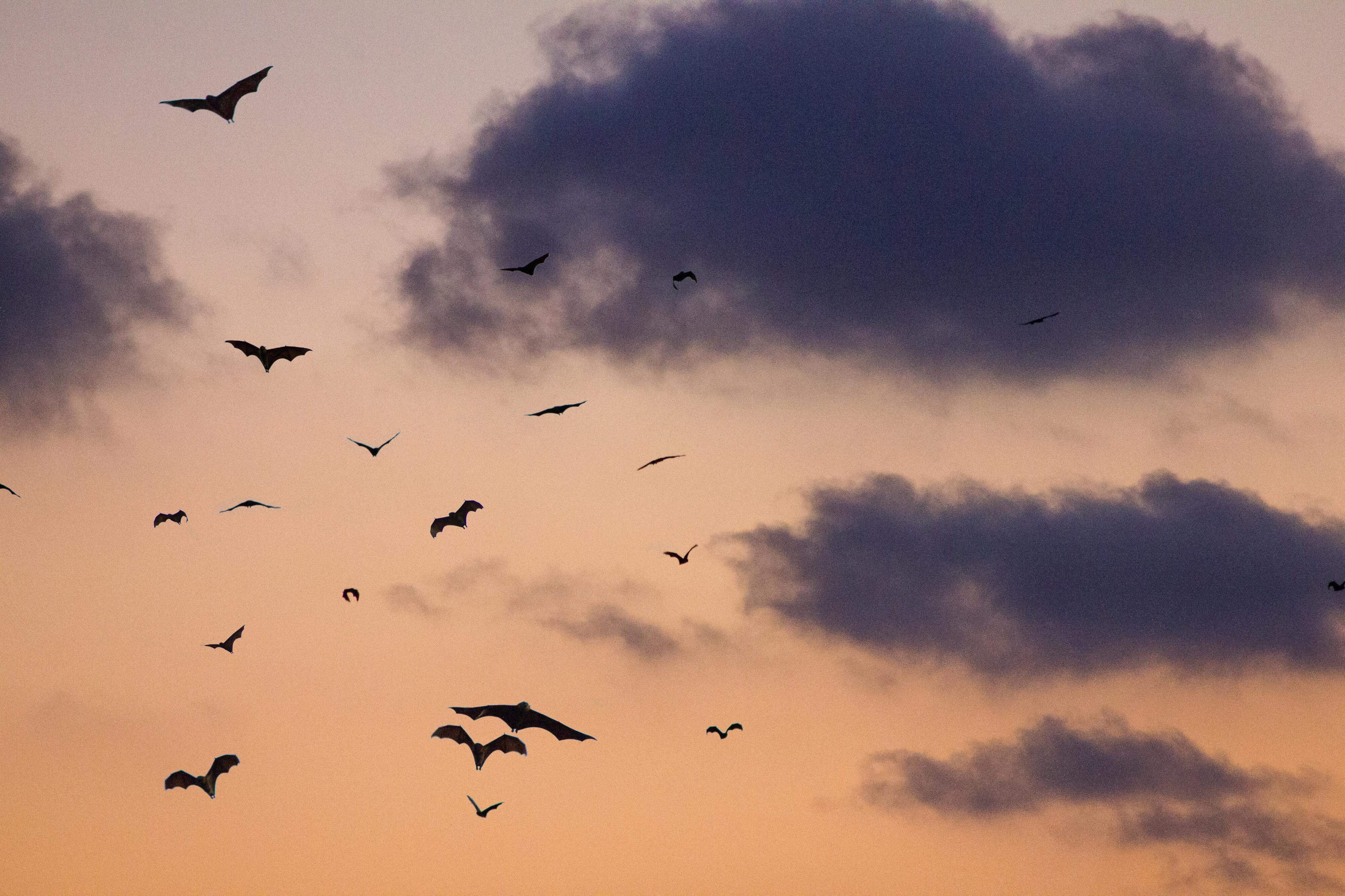 Bats in the sky