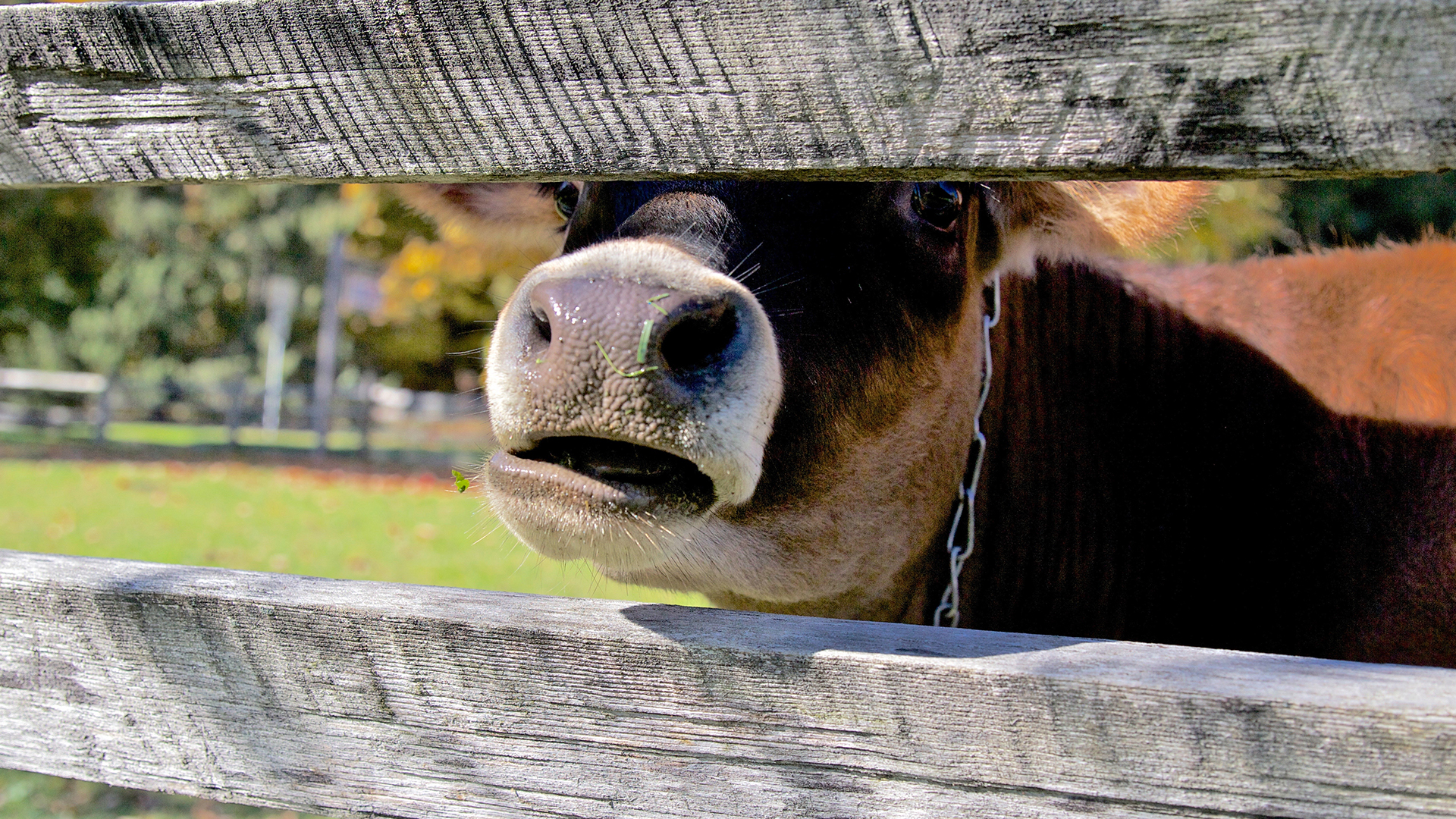 Cows at Billings Farm