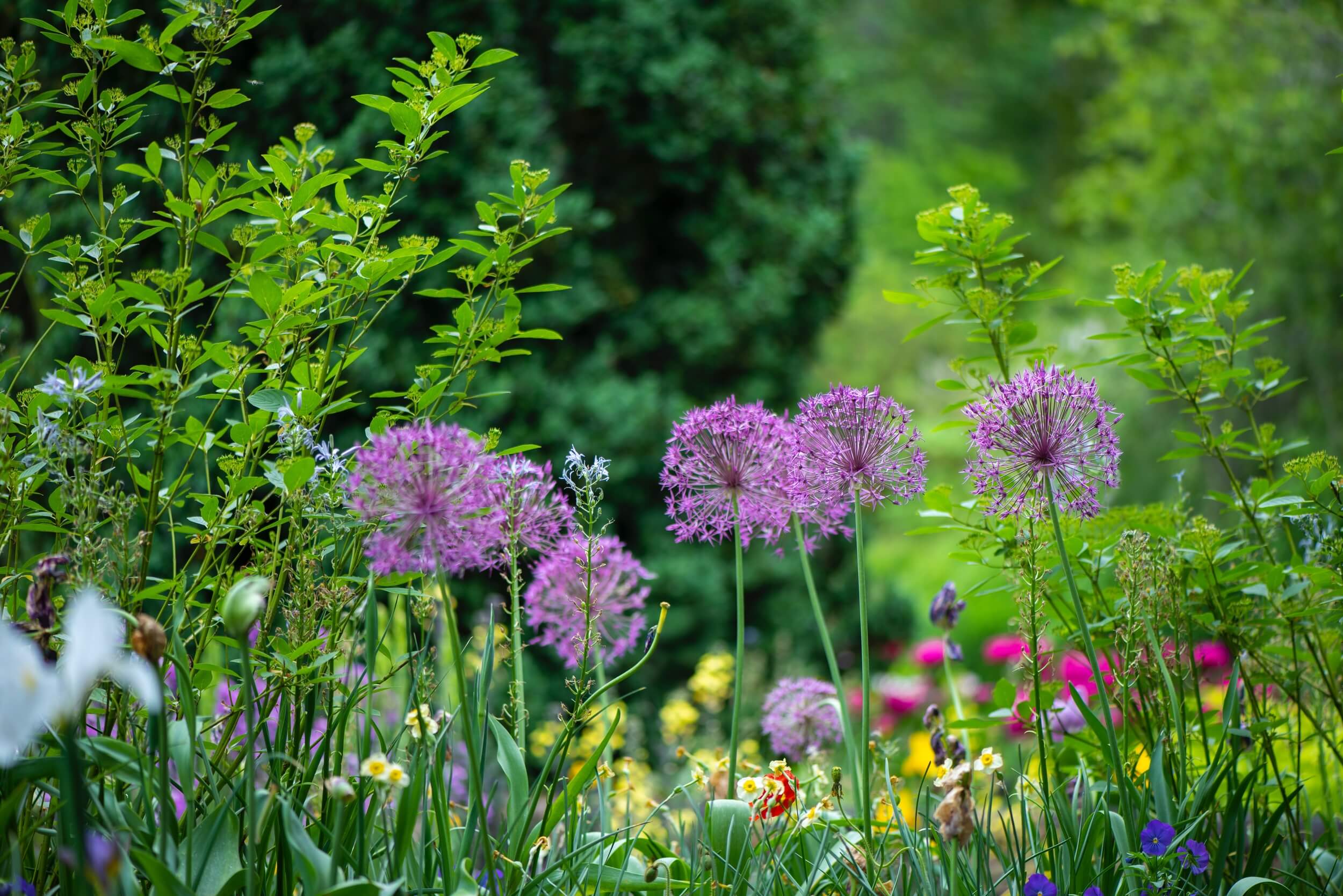 Summer flowers