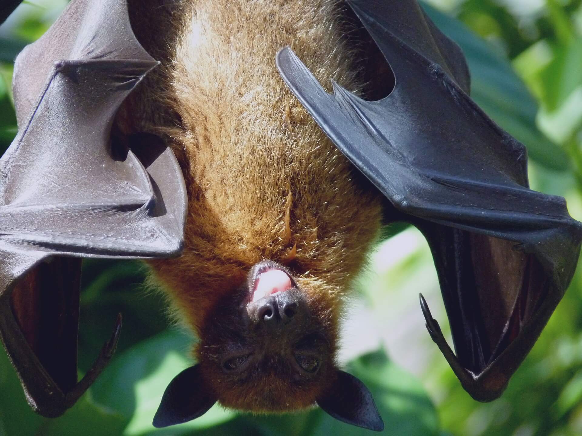 Bat