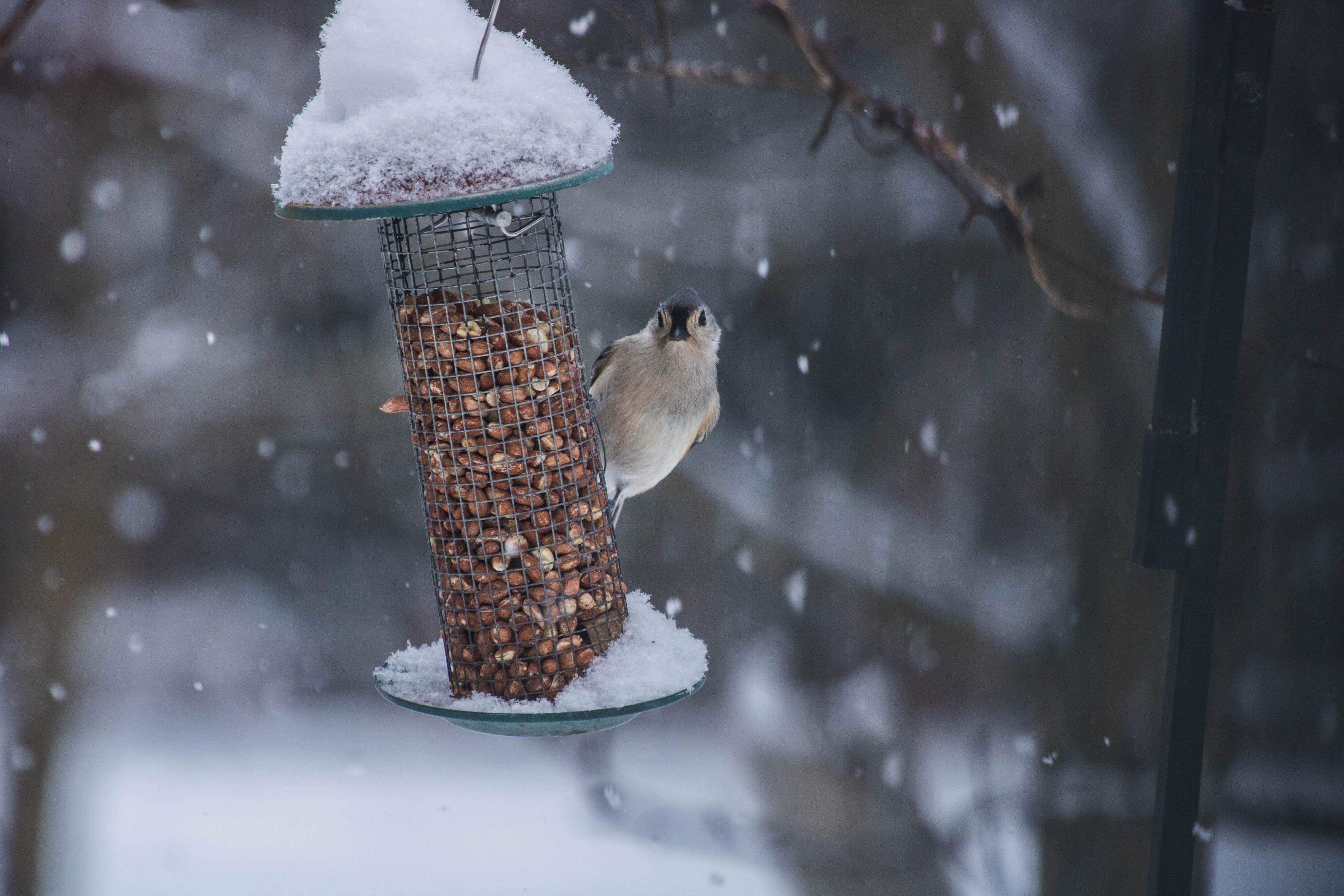 Winter bird birdfeeder