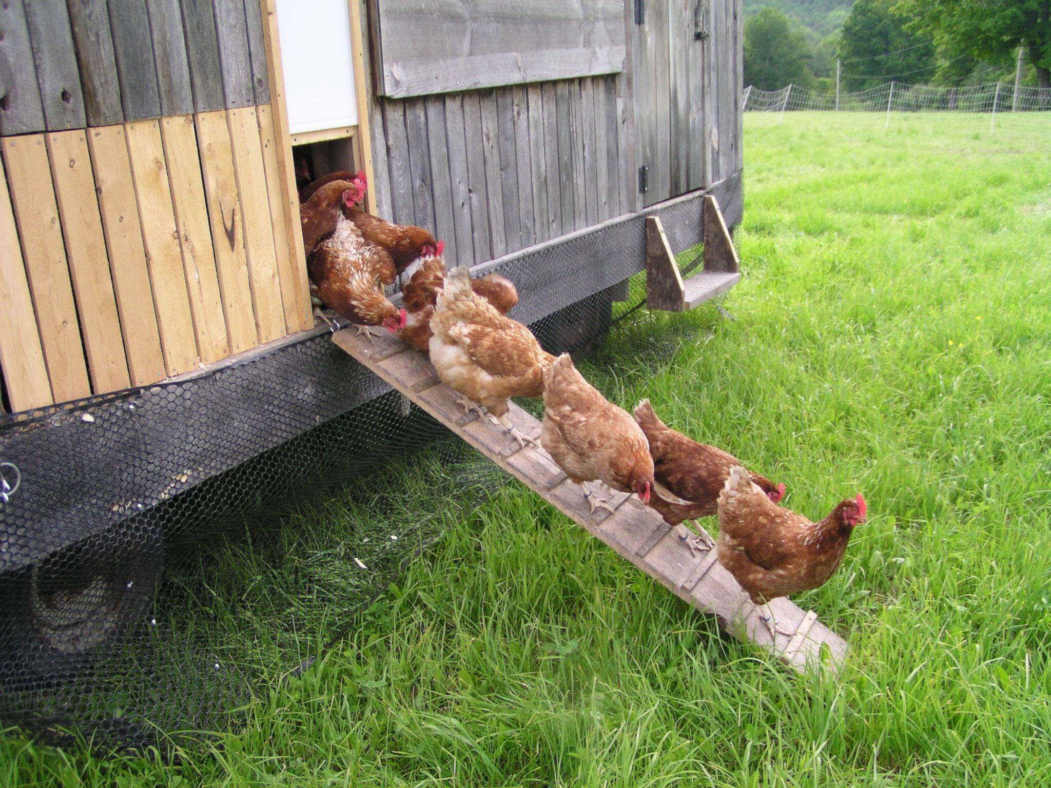 Kiss the cow chickens