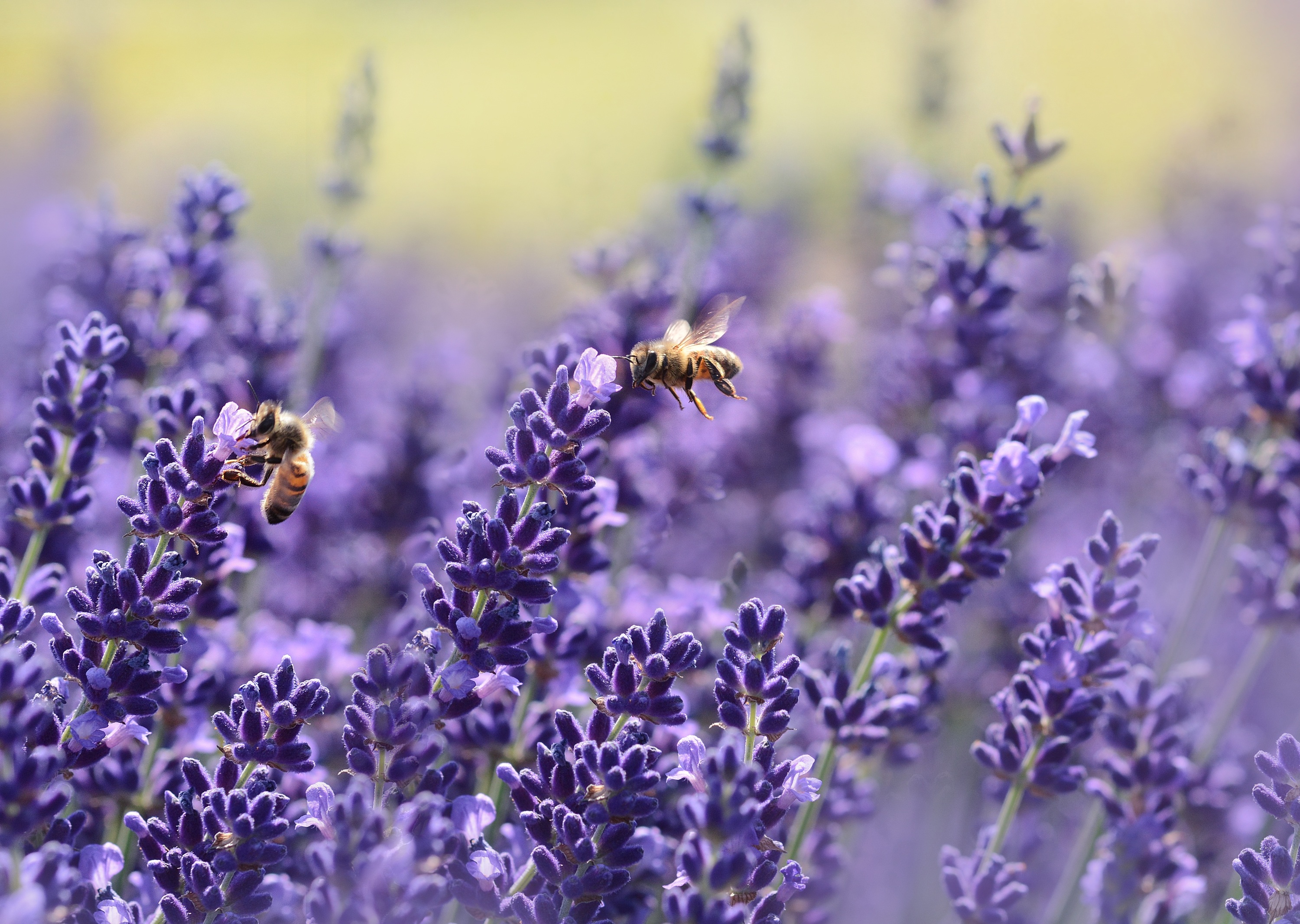 Lavender Field