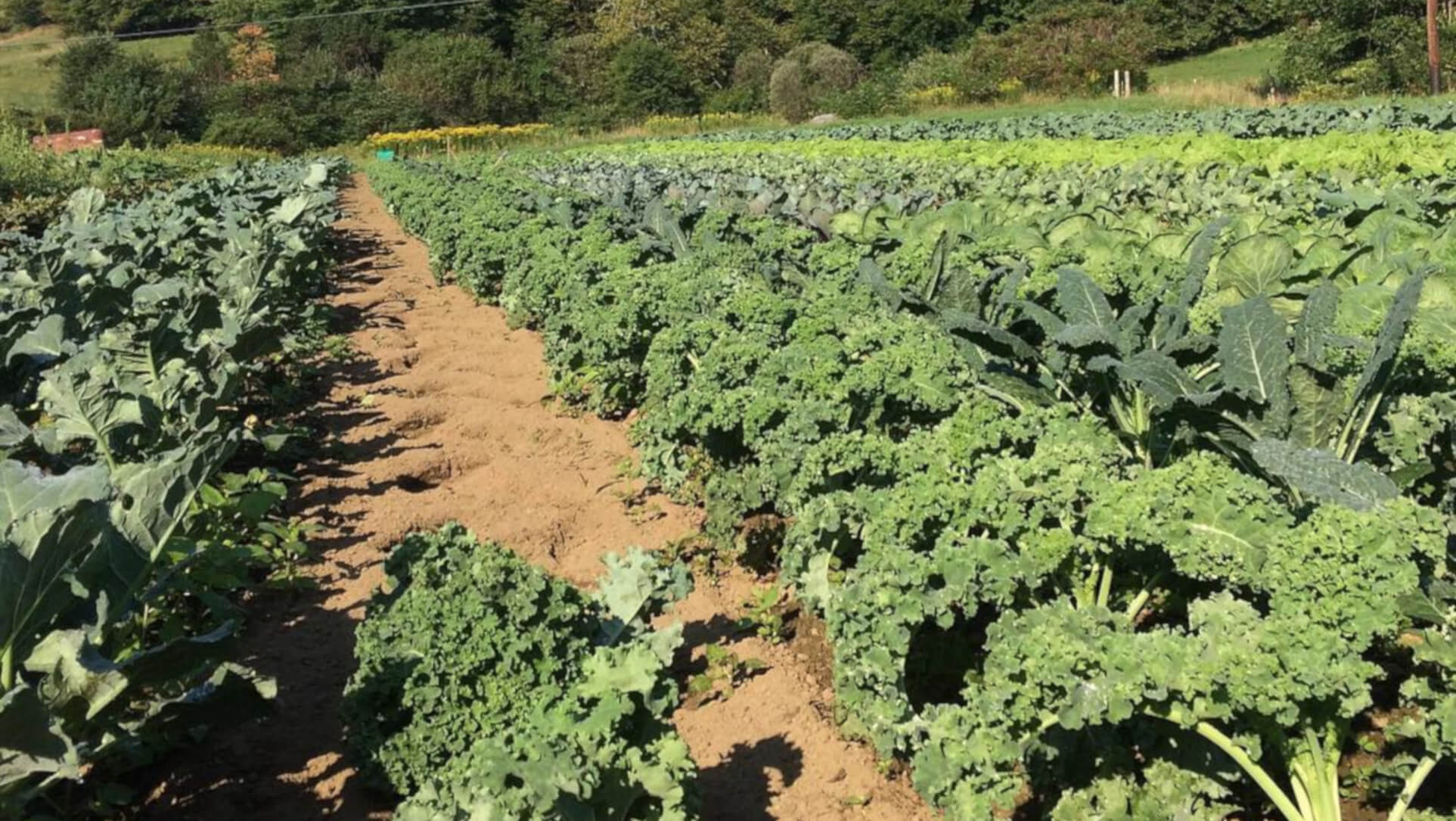 Luna Bleu farm kale