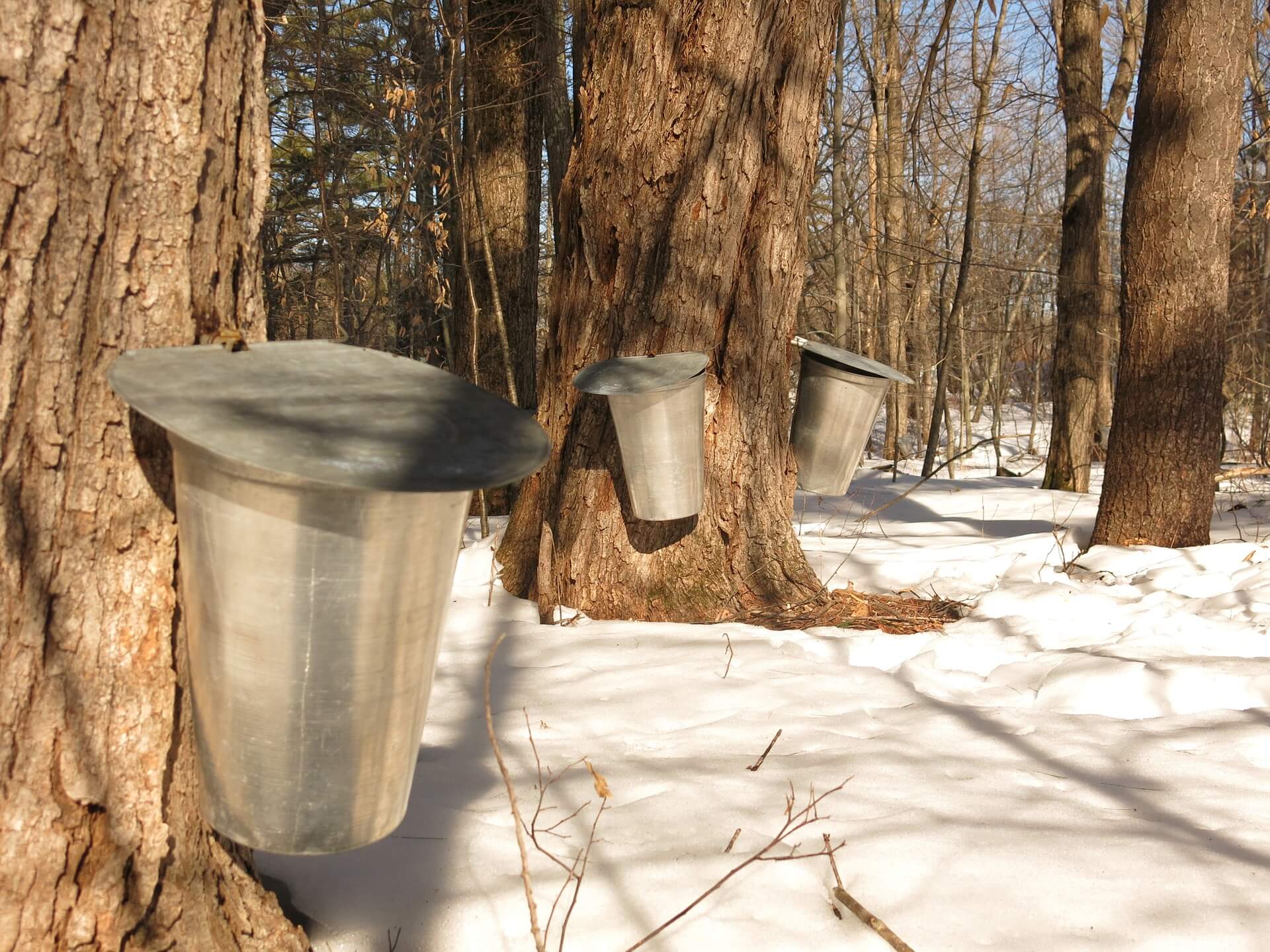 maple sap collection