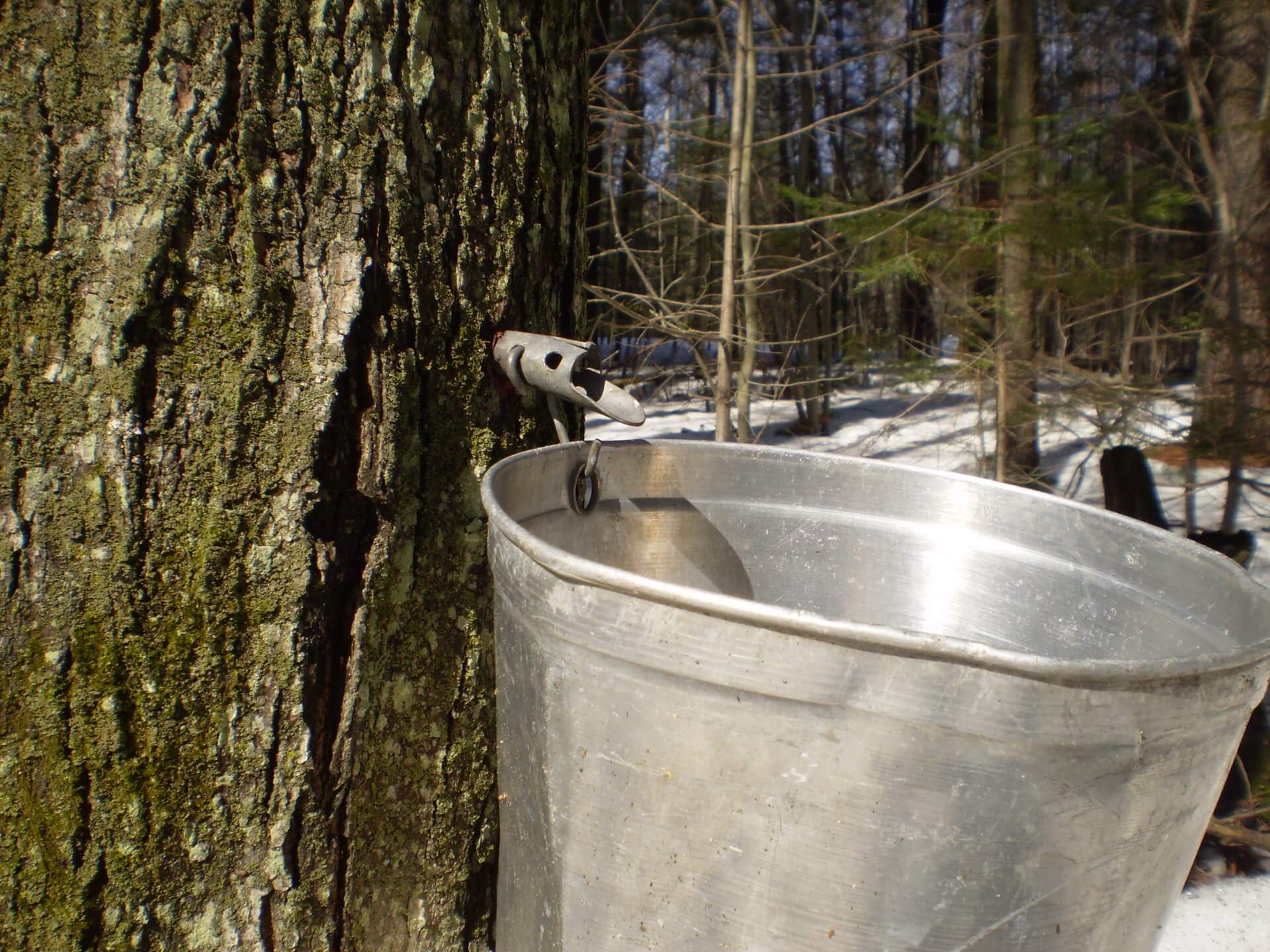 maple taps sugaring