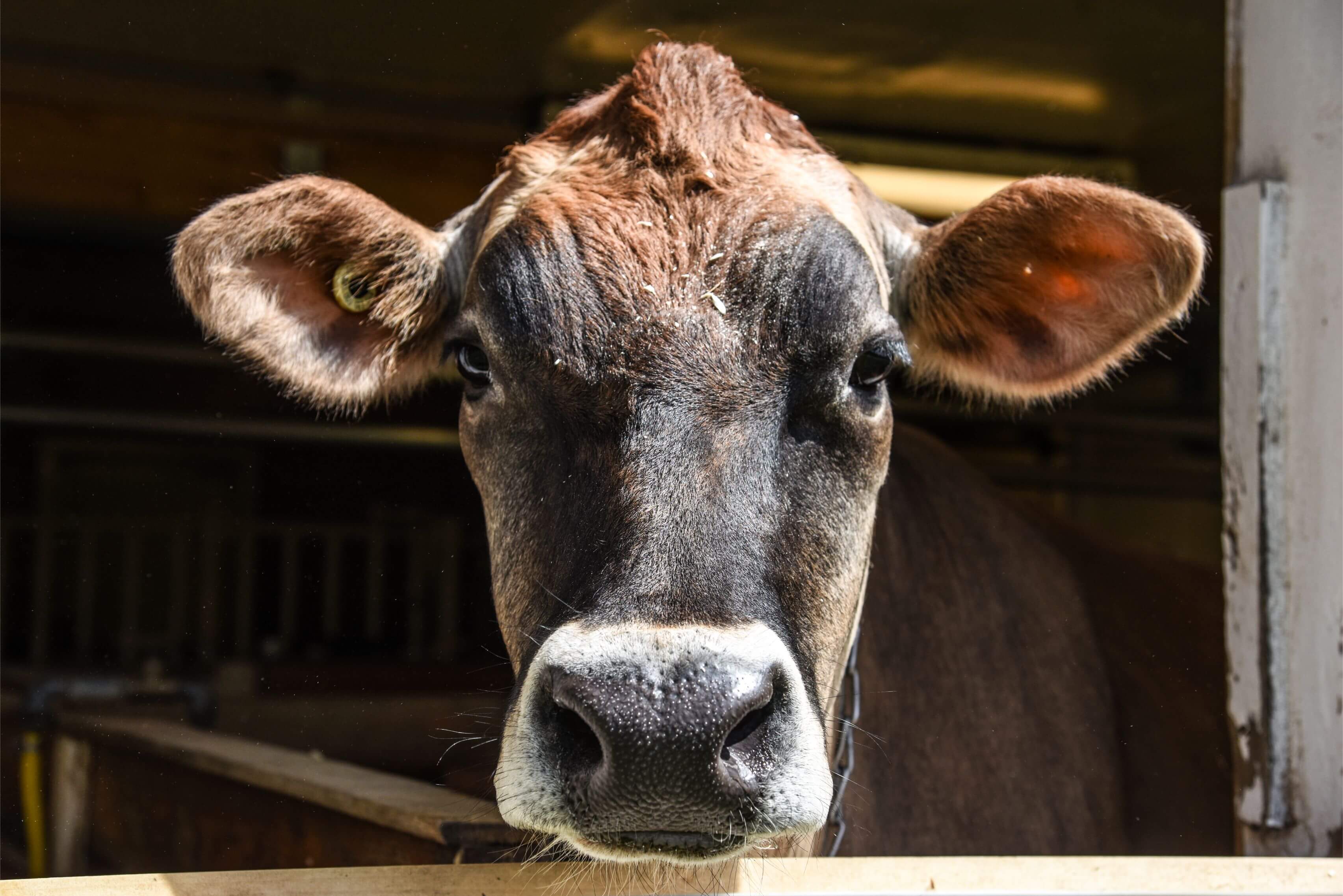 Cow at Billings Farm & Museum