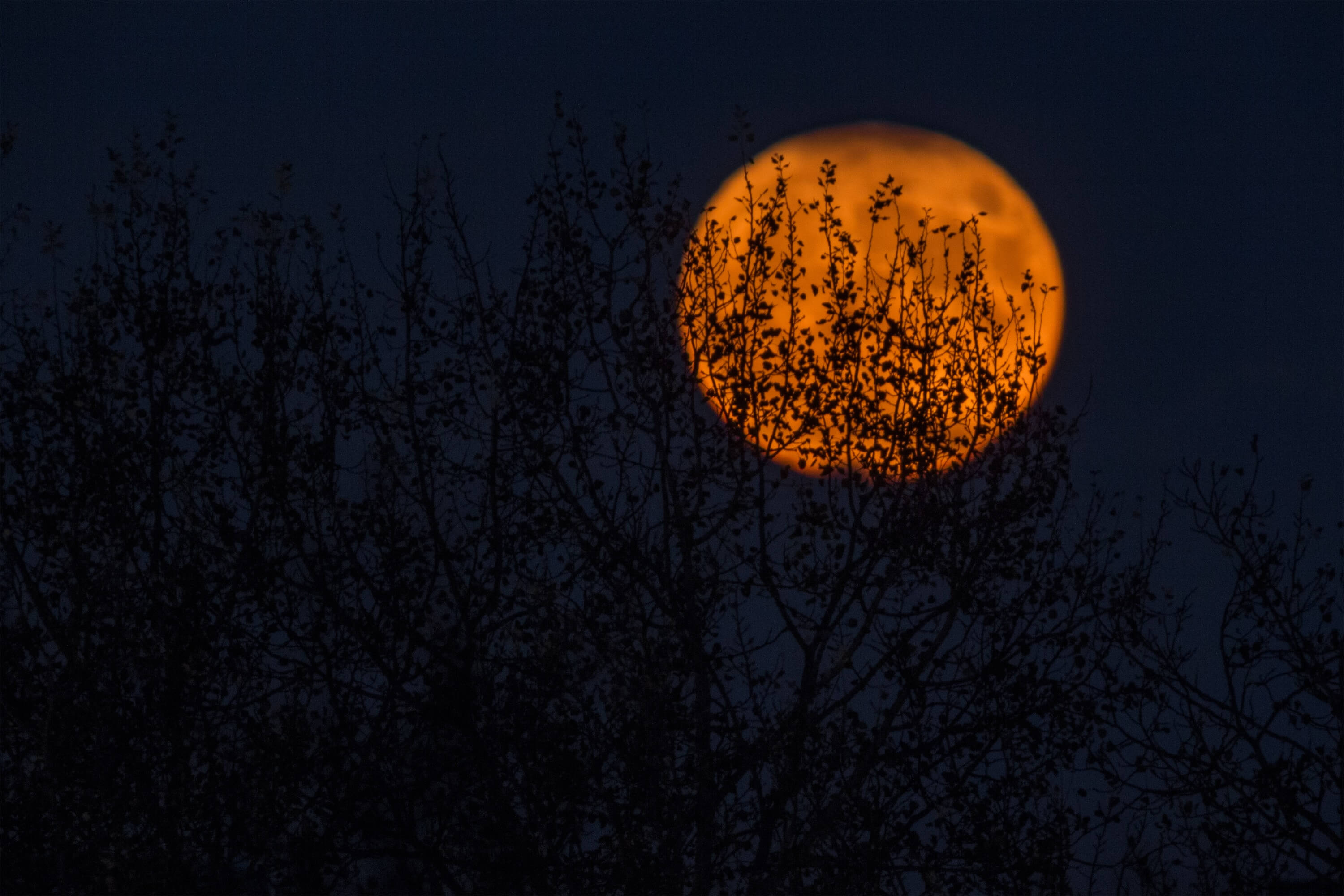 Spooky yellow moon