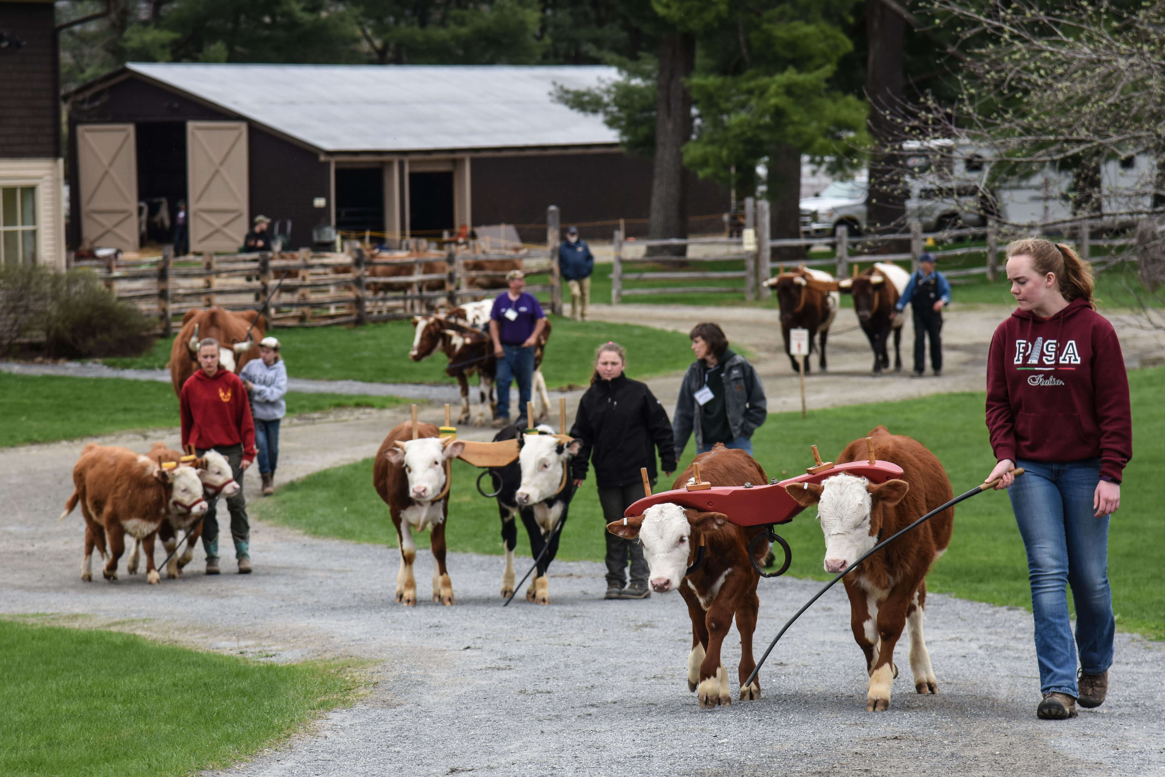 Children showcasing oxen pairs.