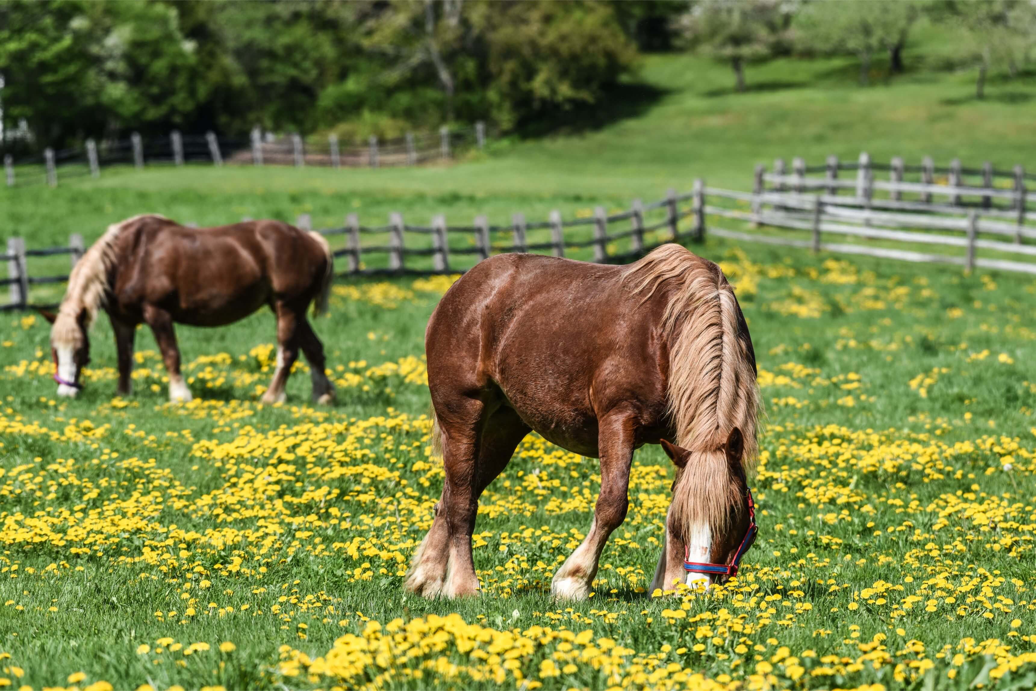 Billings Farm horses in spring/summer