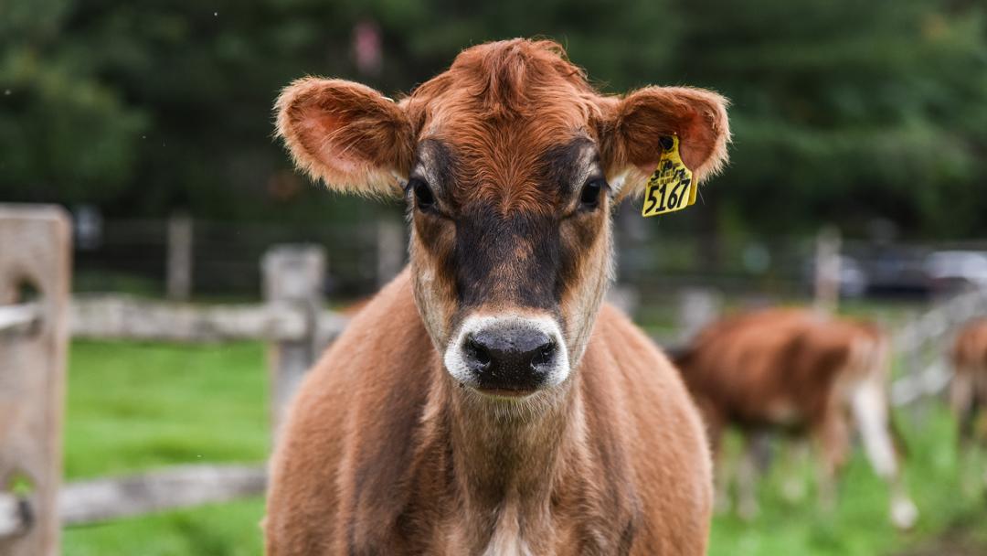 Cows at Billings Farm & Museum