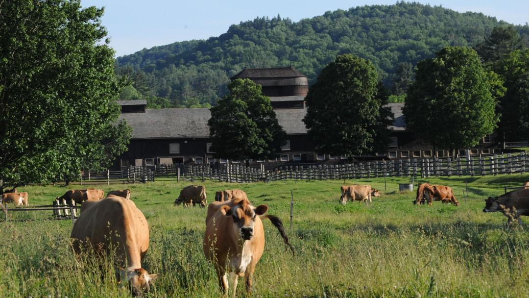 Cows at Billings Farm & Museum