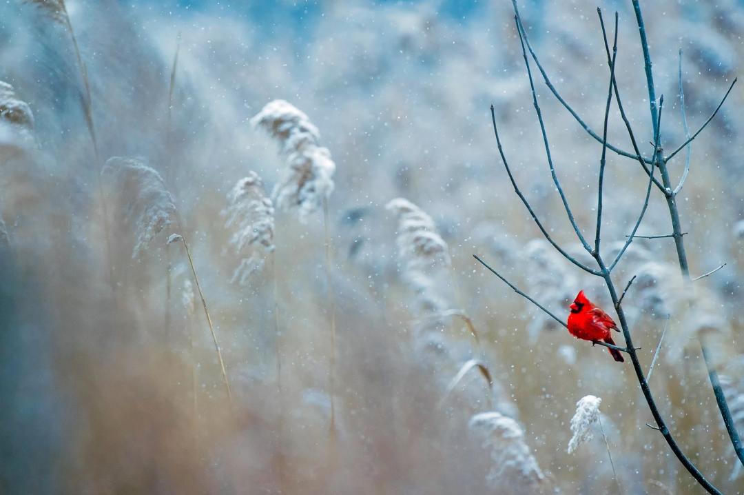 Cardinal in winter