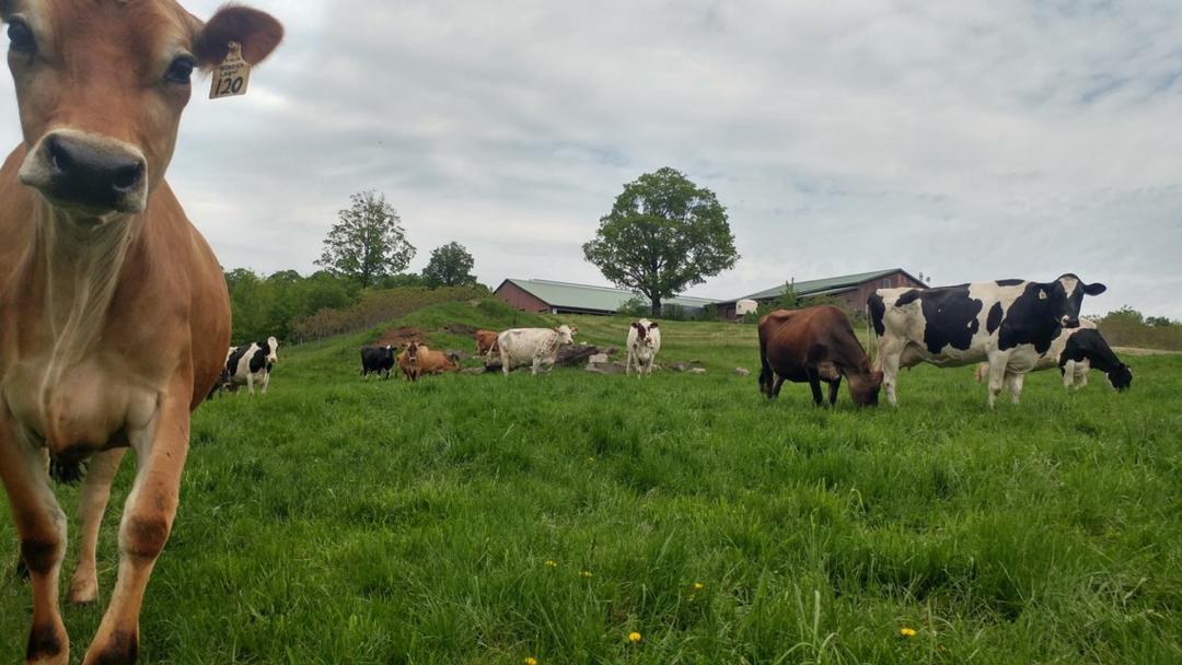 vemront farmstead cheese co.