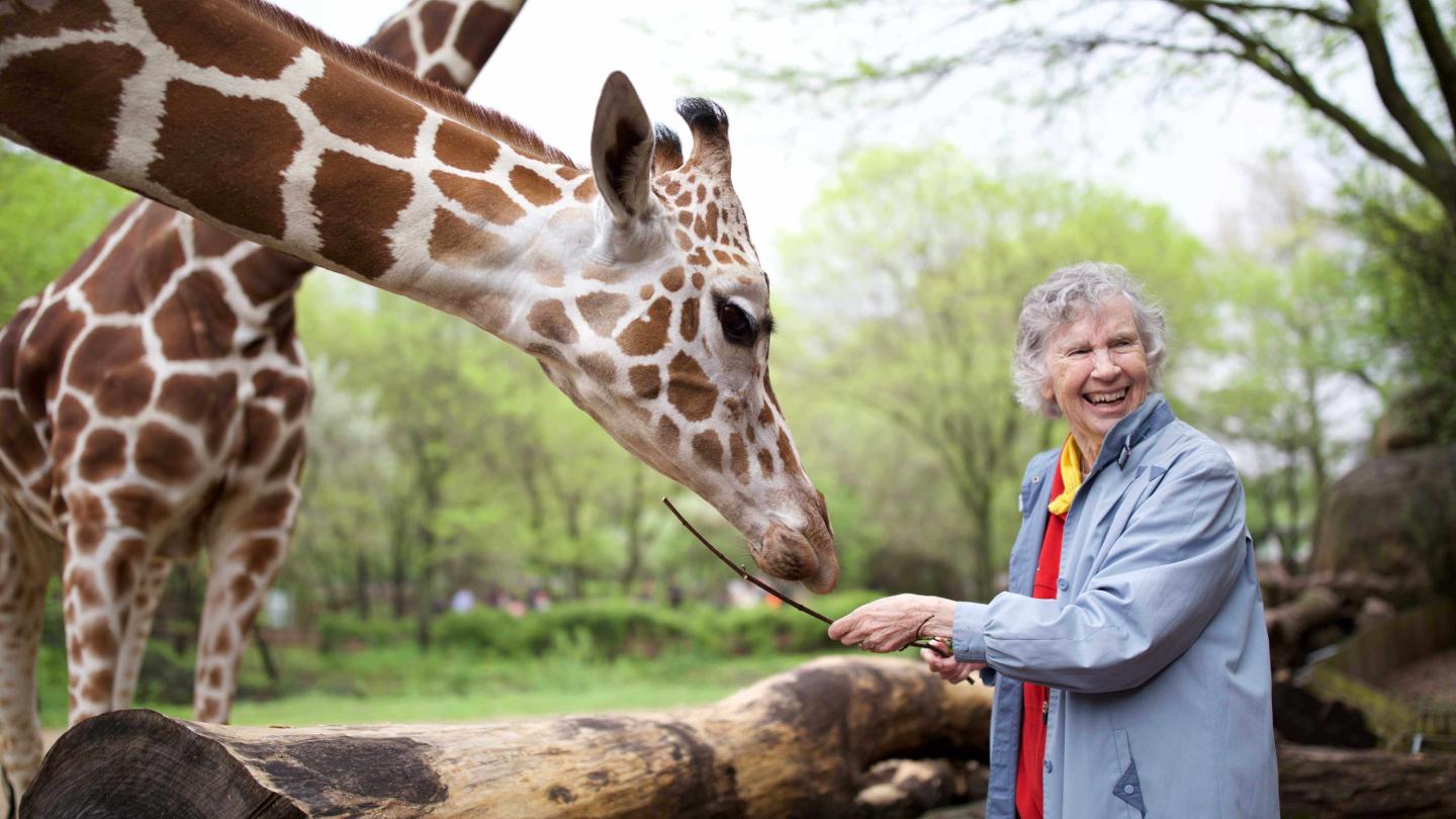 Anne Innis Dagg feeds a giraffe