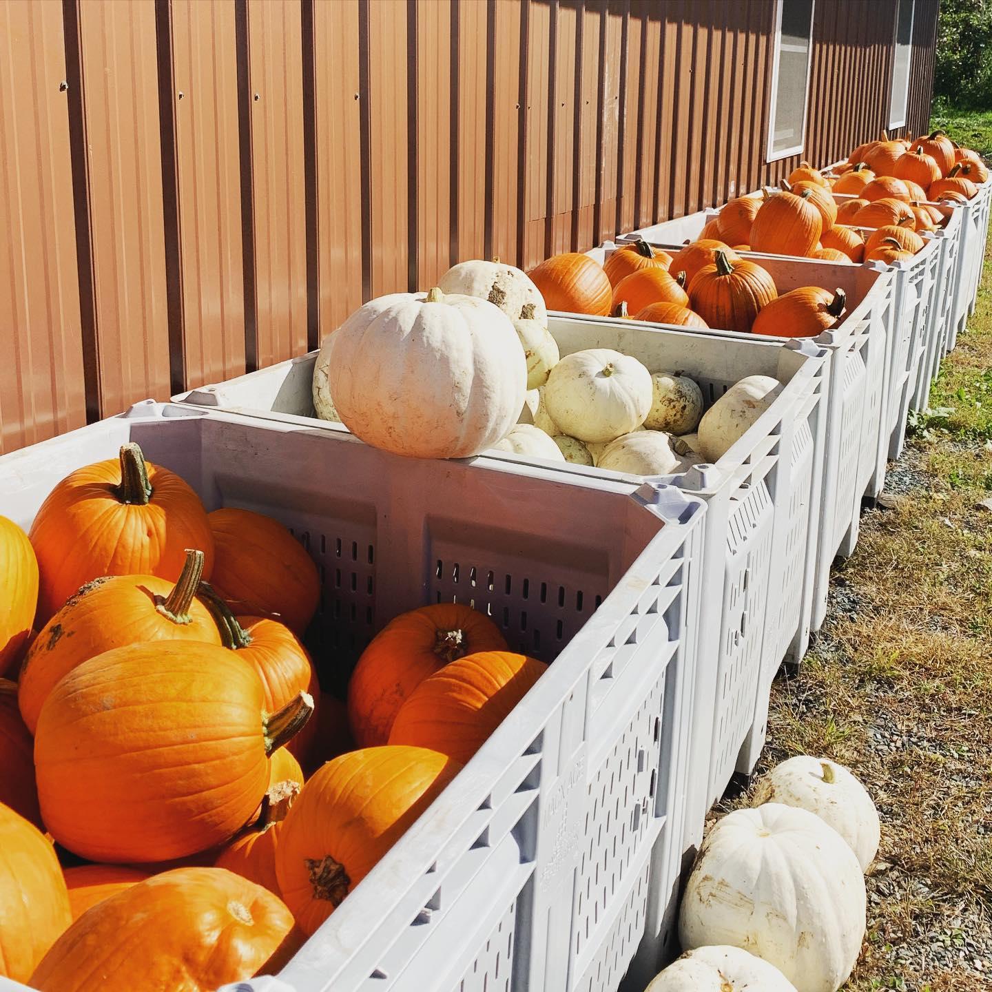 Crates full of orange and white pumpkins