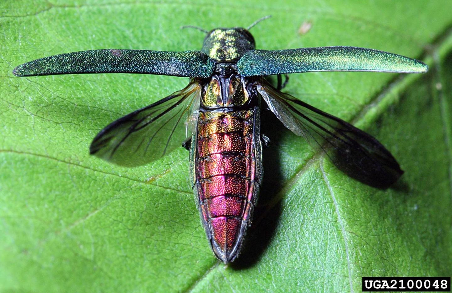 Emerald Ash Borer