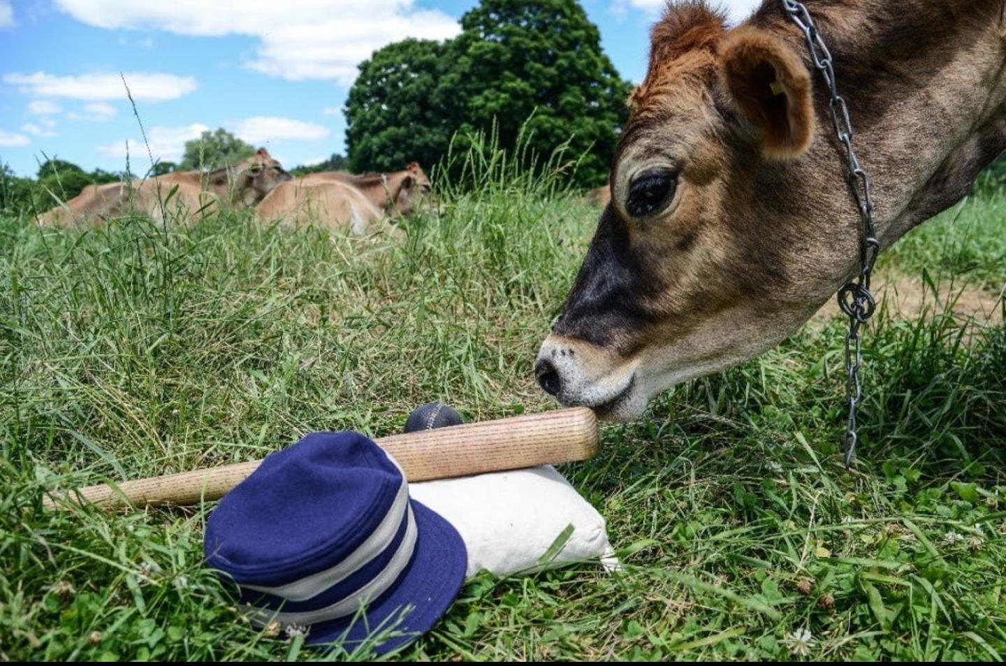 A cow checking out a baseball bat and blue hat in a green field with blue sky.