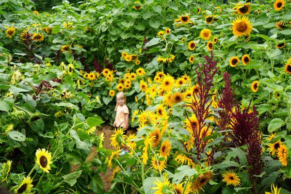 Explore the Sunflower House
