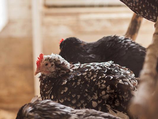 Billings Backyard: Raising Poultry for Meat