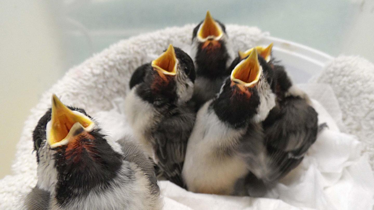 Orphaned Baby Birds