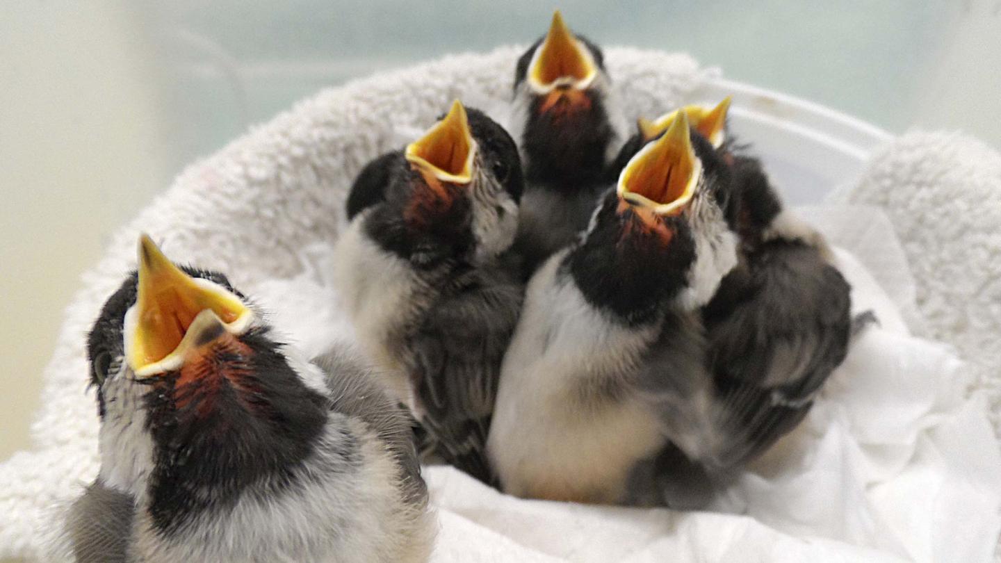 Center for Wild Bird Rehabilitation