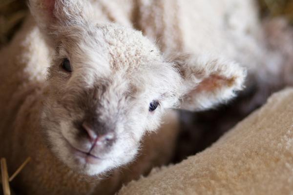 Smiling lambs.