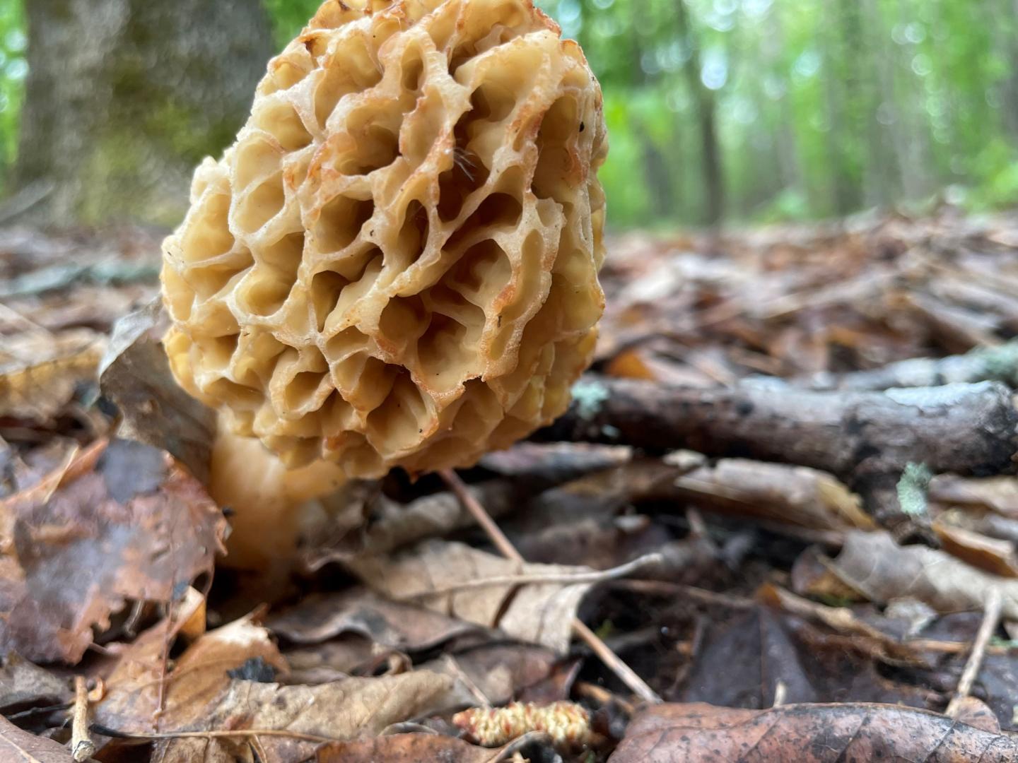 Billings Backyard: Flavorful Fungi