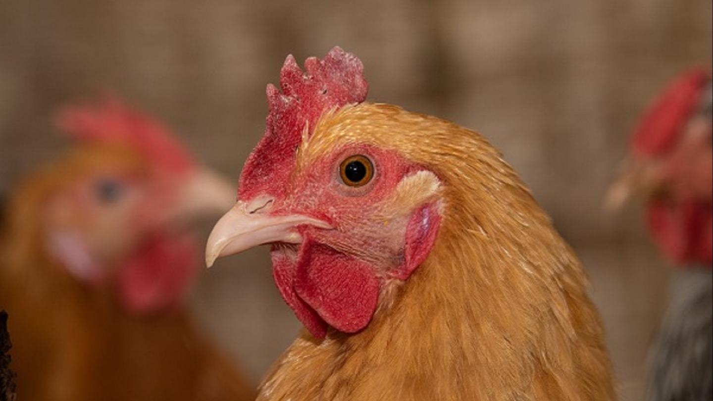 The head of a chicken with rusty colored feathers.