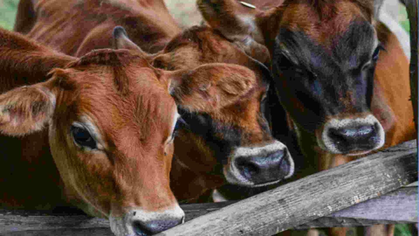cows