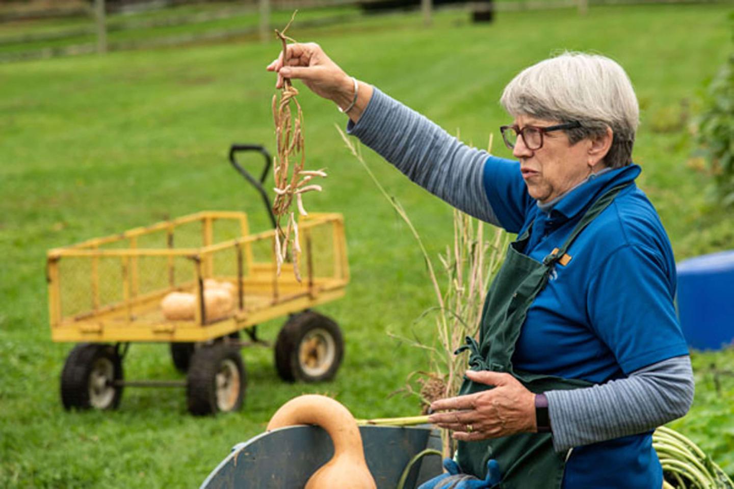 Harvesting vegetables demonstration.