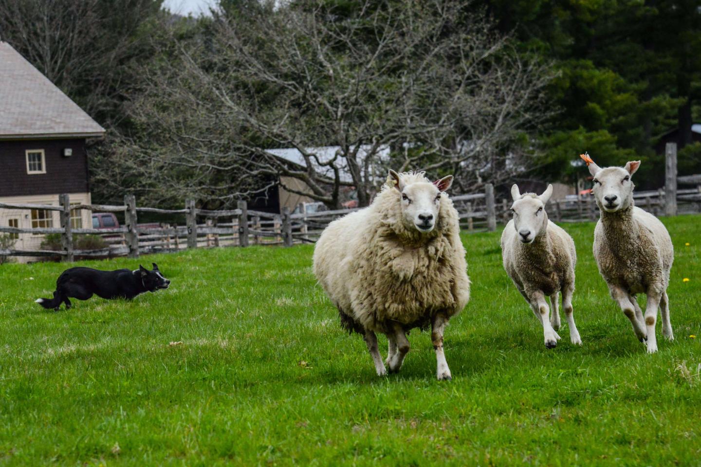 Dog herding sheep.