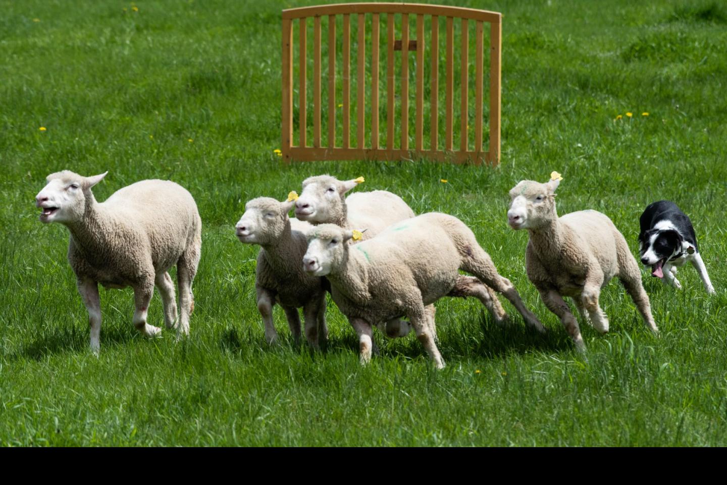 A border collie herding sheep