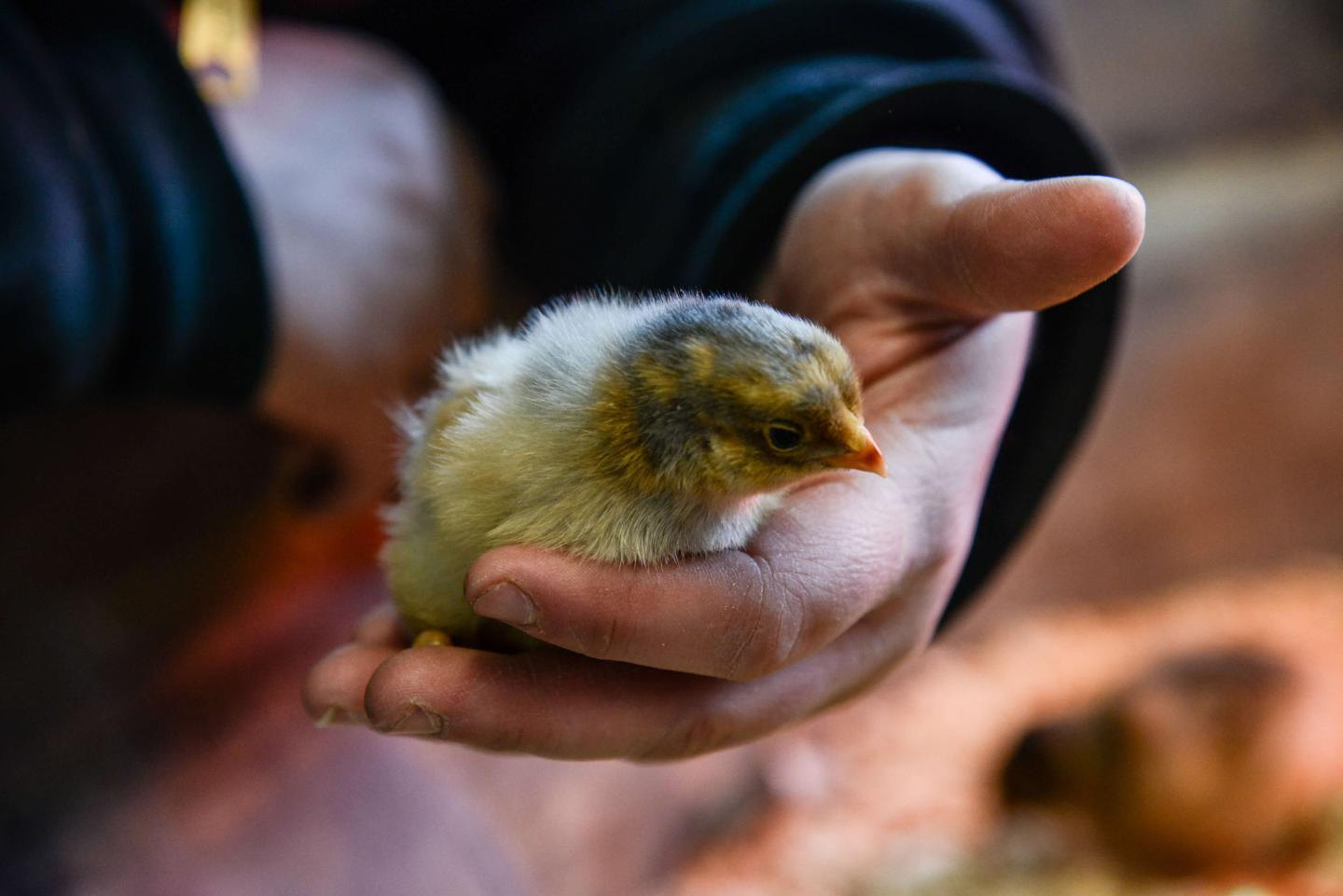Person holding young chick