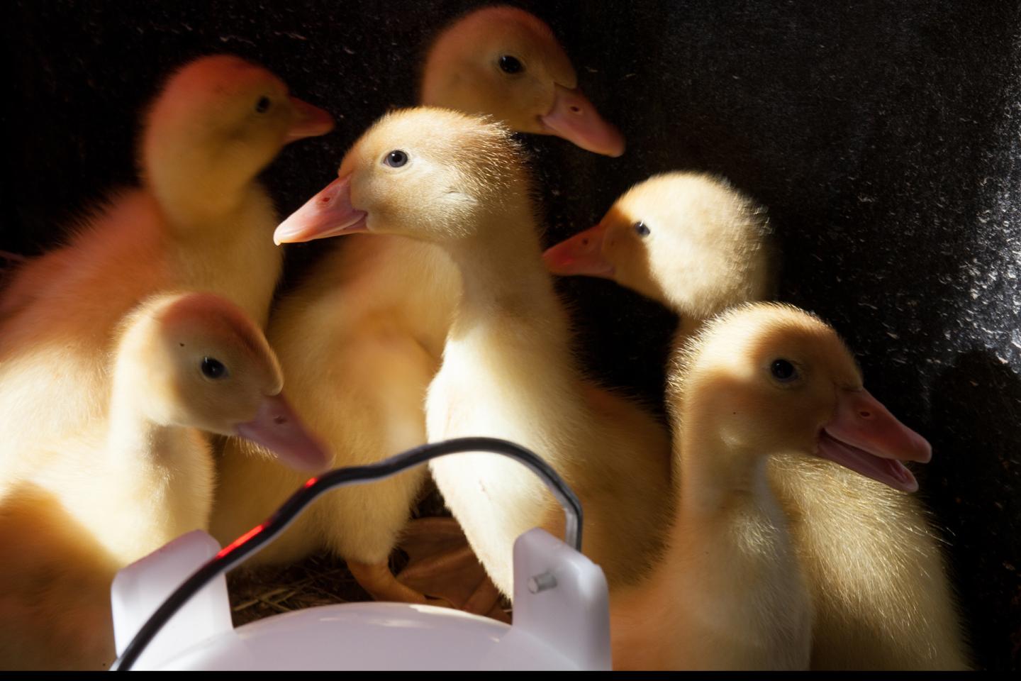 Ducks at Billings Farm