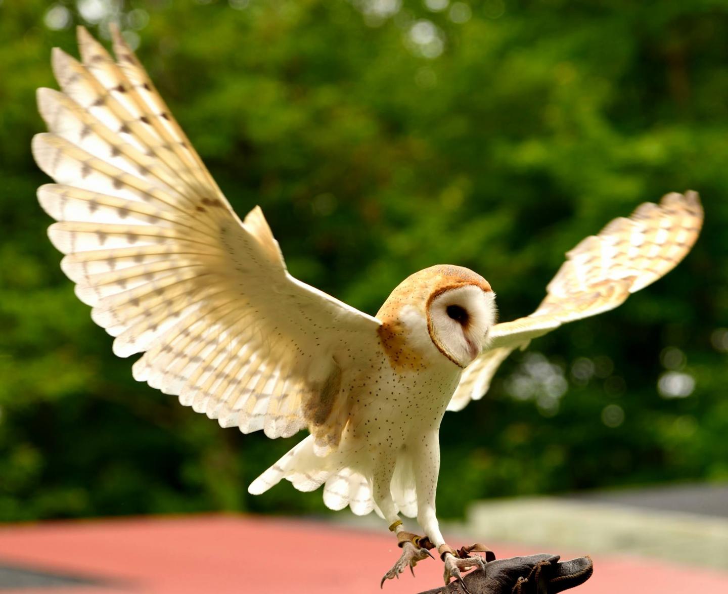 Barn Owl