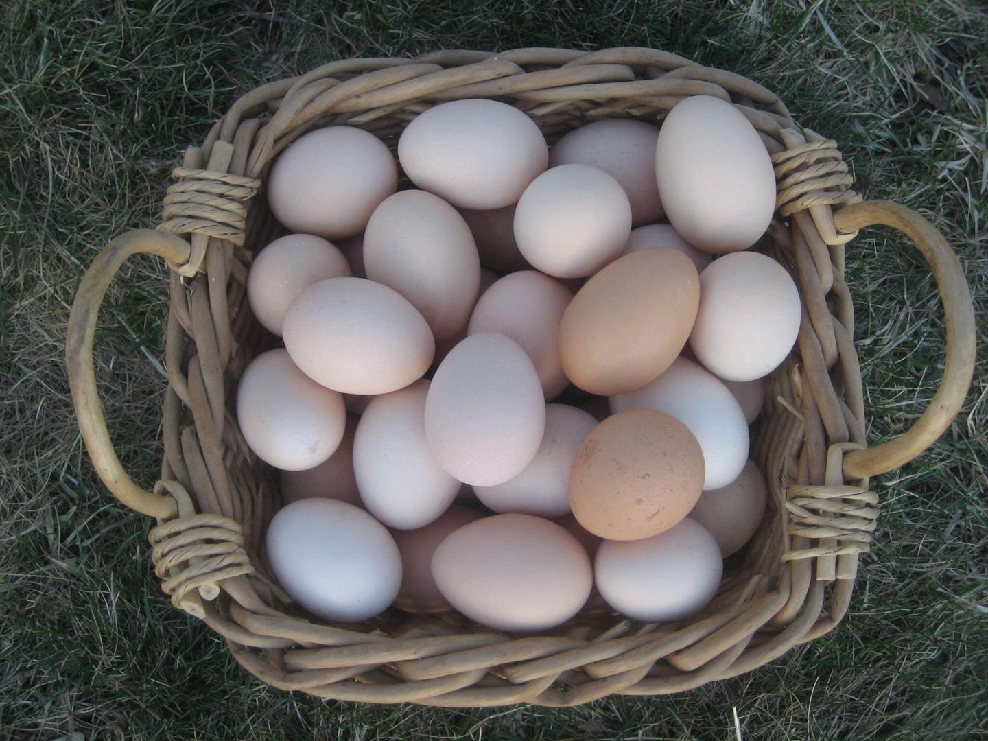 SpringMore Farm eggs