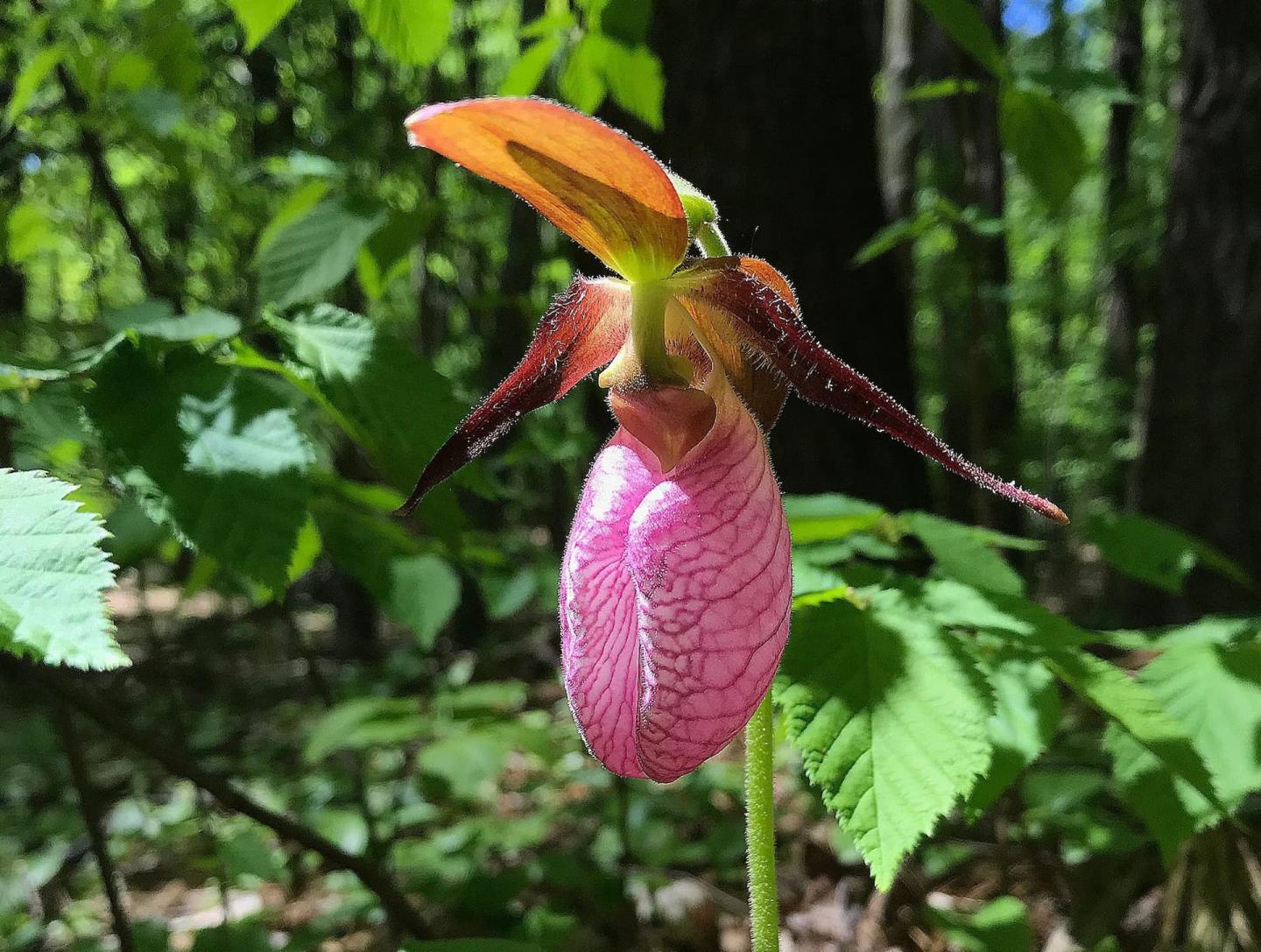 Lady Slippers plant