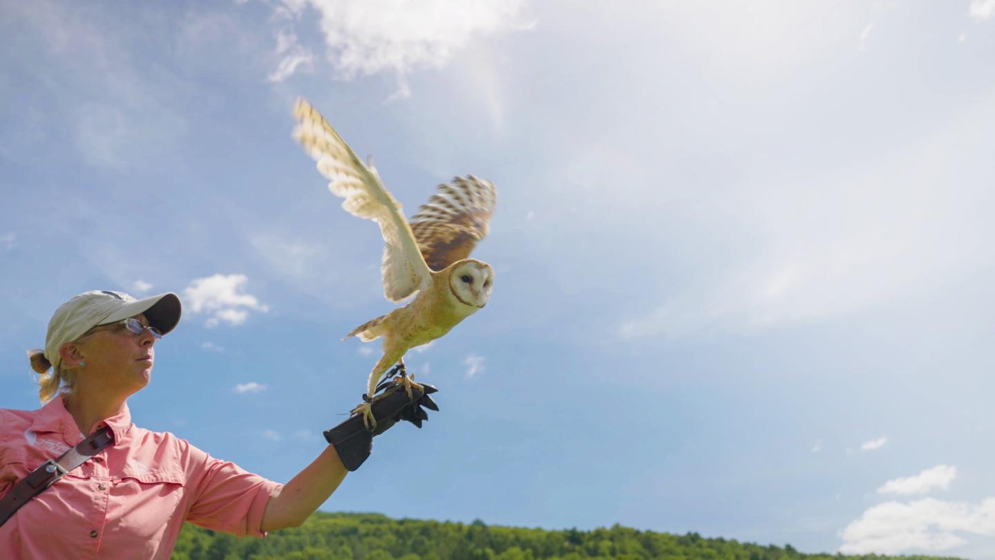 falconry