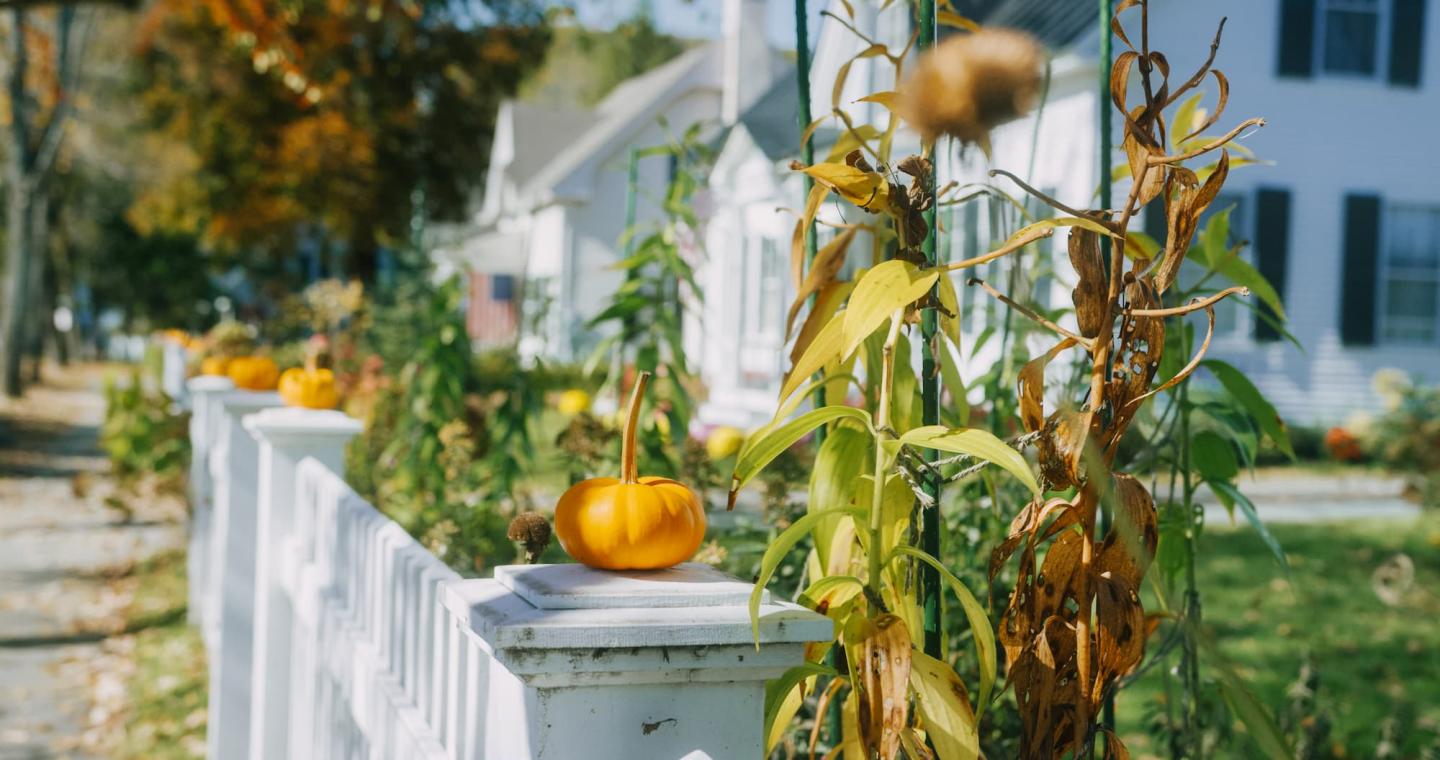 pumpkin in town