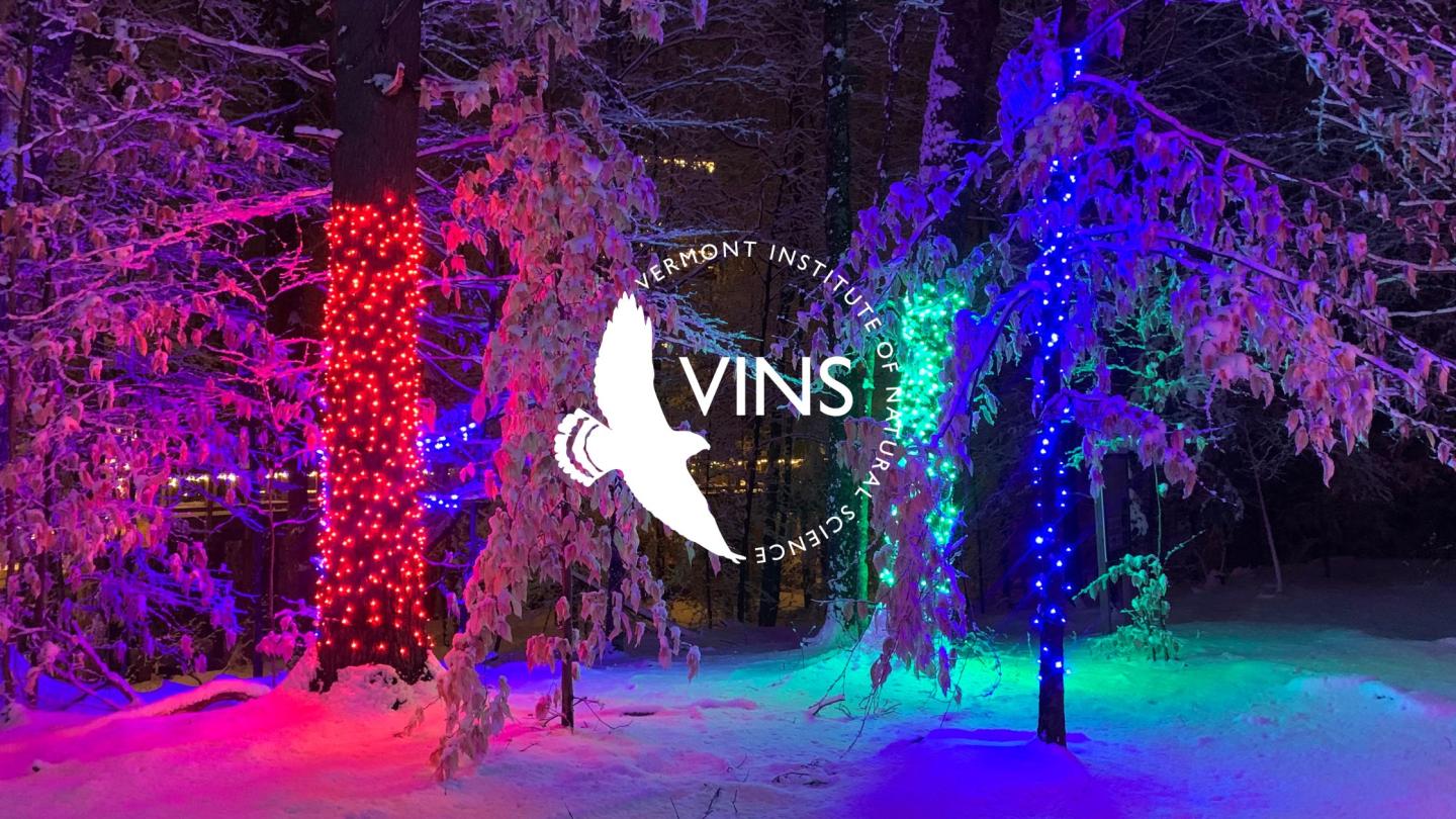 Lighted forest with VINS logo
