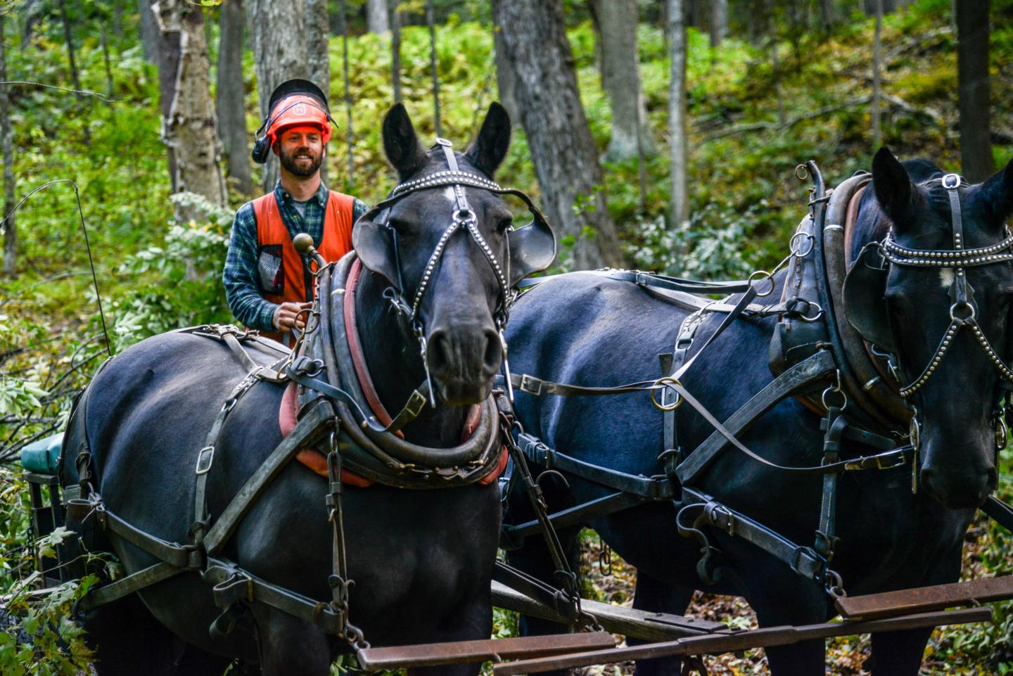 man in orange safety hat and vest rides pulled by two horses
