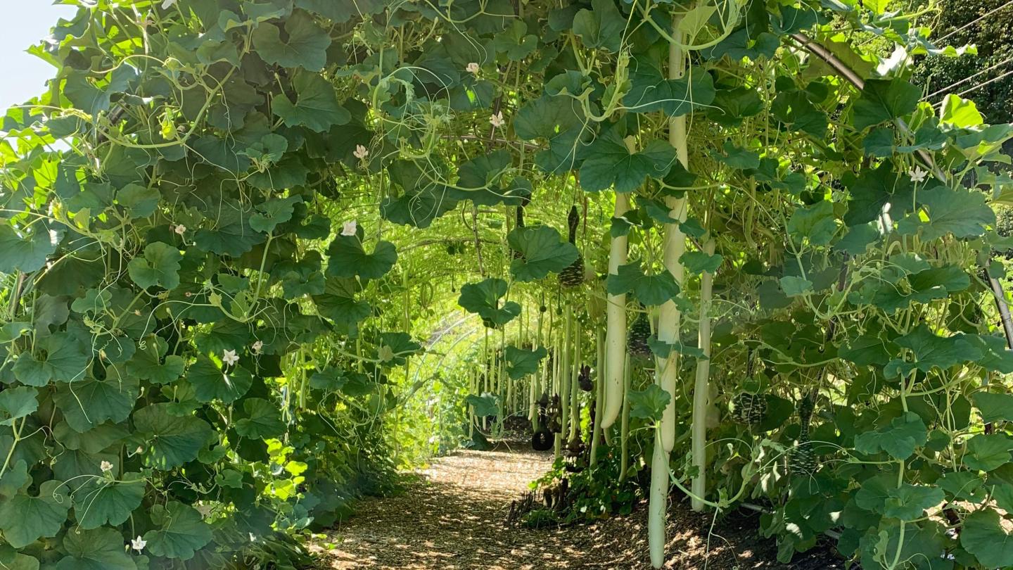 Gourd Walk Kelly Way Gardens Summer